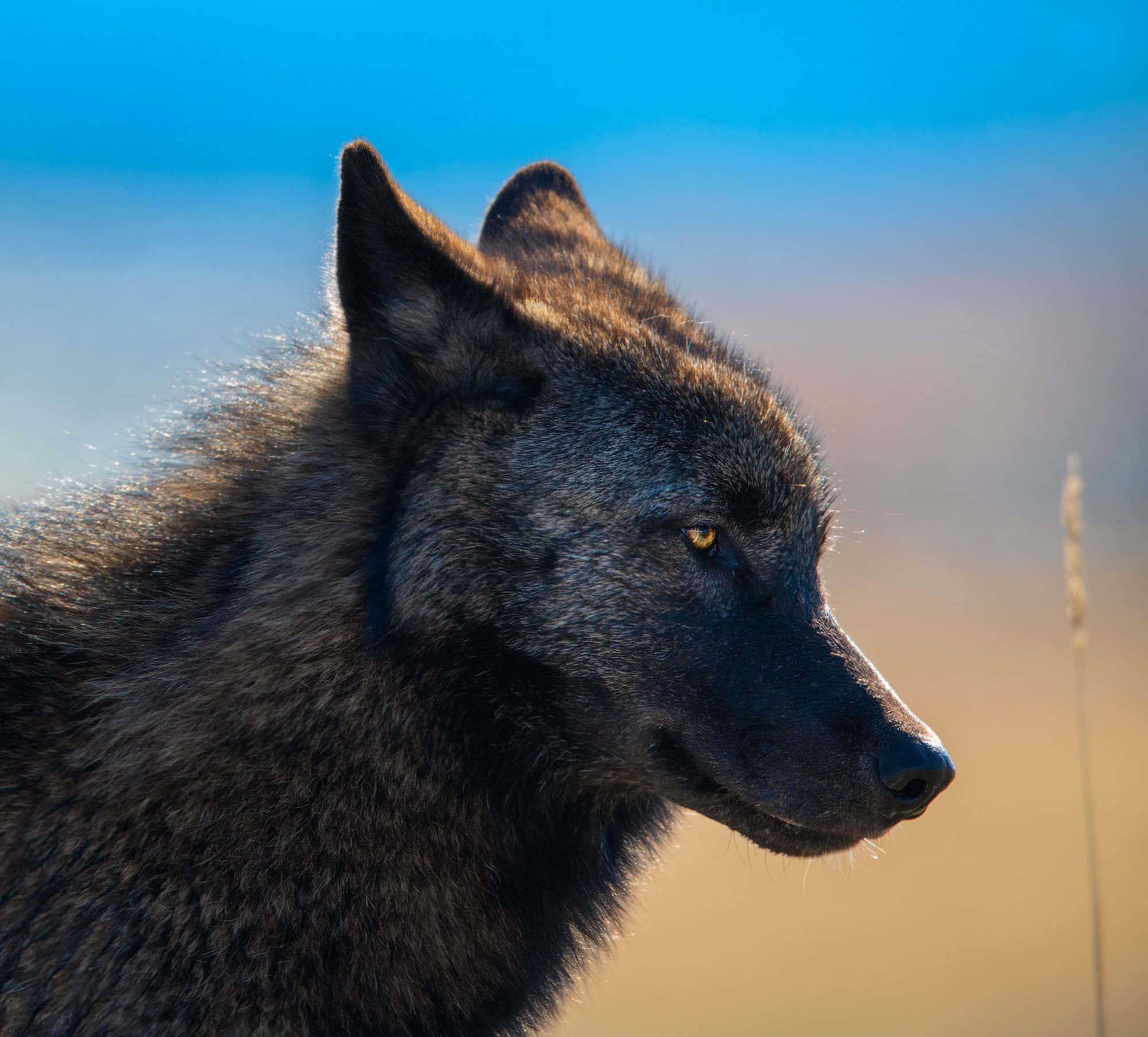 Wolf Photography 桌布 壁紙 — 一隻灰狼的側面特寫，背景是模糊的藍色和金色。