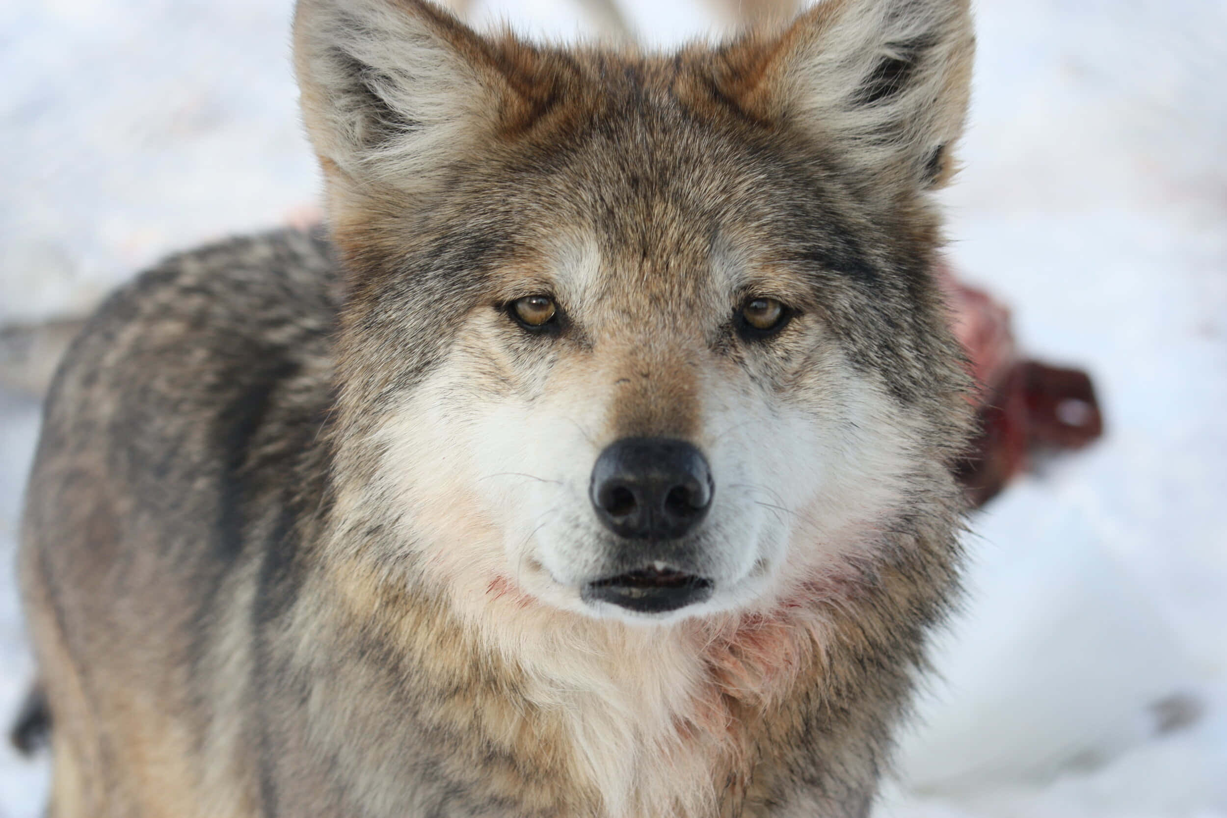 Mexican Wolf 桌布 壁紙 — 一隻灰狼的特寫，擁有銳利的琥珀色眼睛，在雪地背景下專注地凝視。
