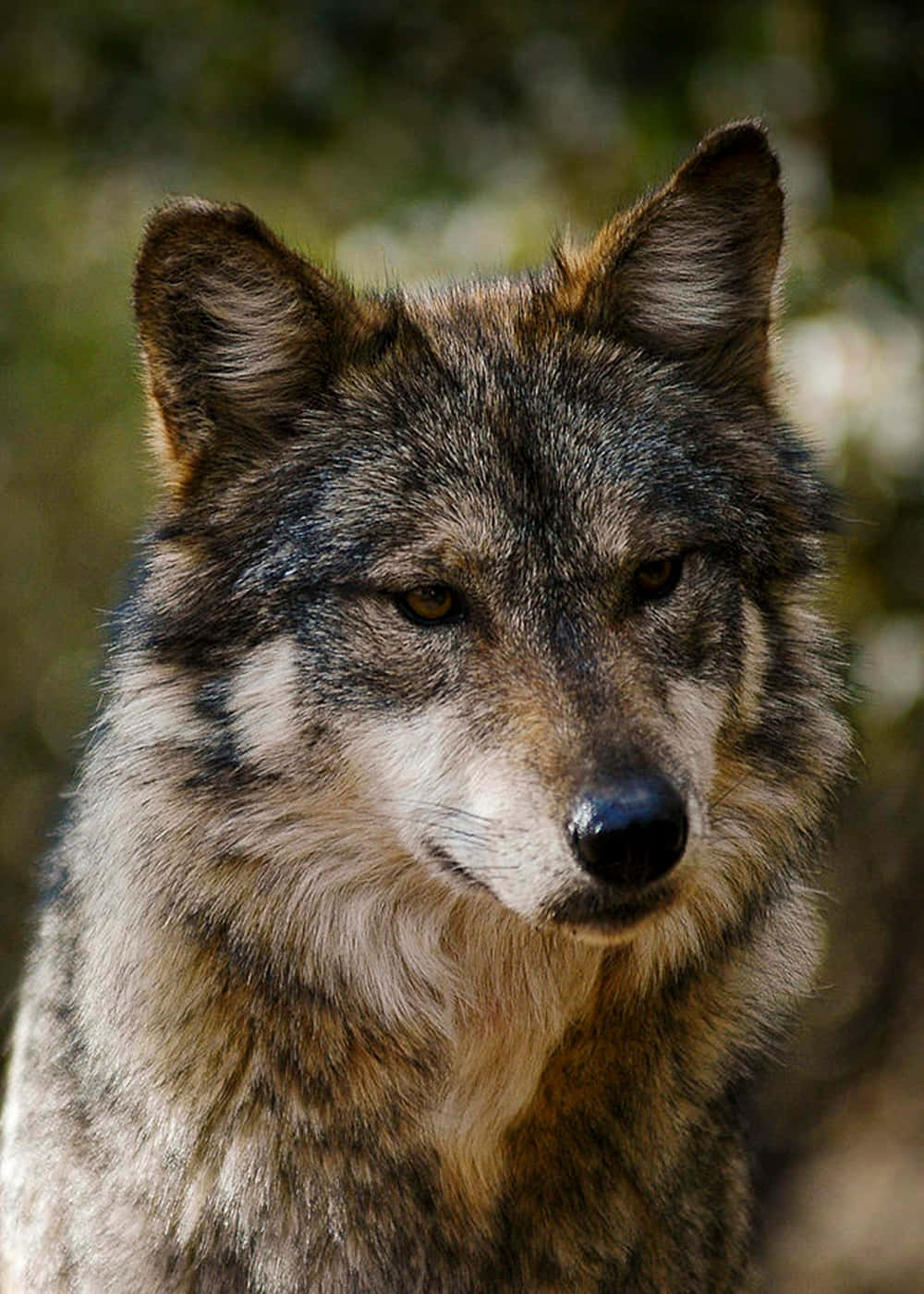 Mexican Wolf 桌布 壁紙 — 一隻灰狼的特寫，擁有銳利的琥珀色眼睛和厚實的毛髮，在模糊的森林背景下專注地凝視。