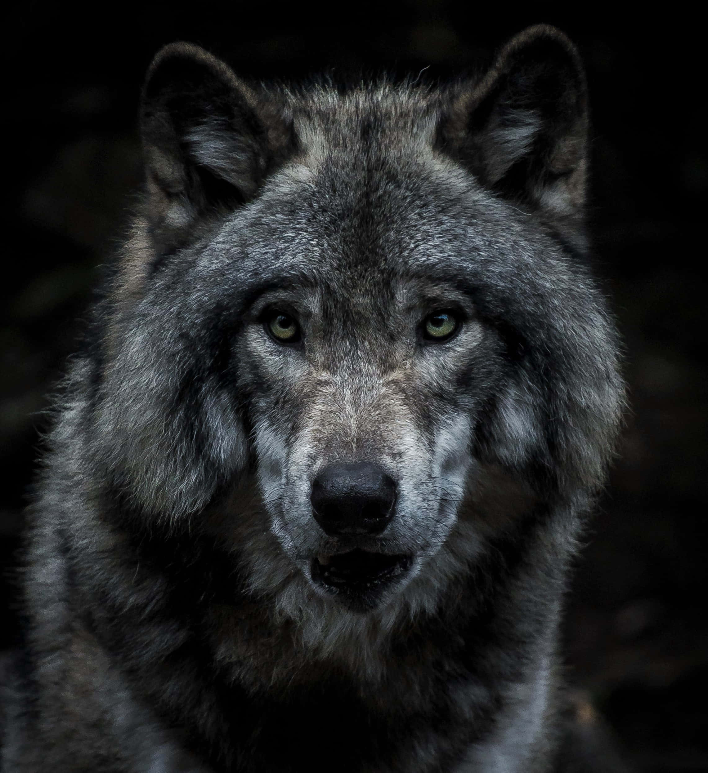 Alpha Wolf 桌布 壁紙 — 一隻灰狼的特寫，擁有銳利的綠色眼睛，在黑暗模糊的森林背景下強烈凝視。