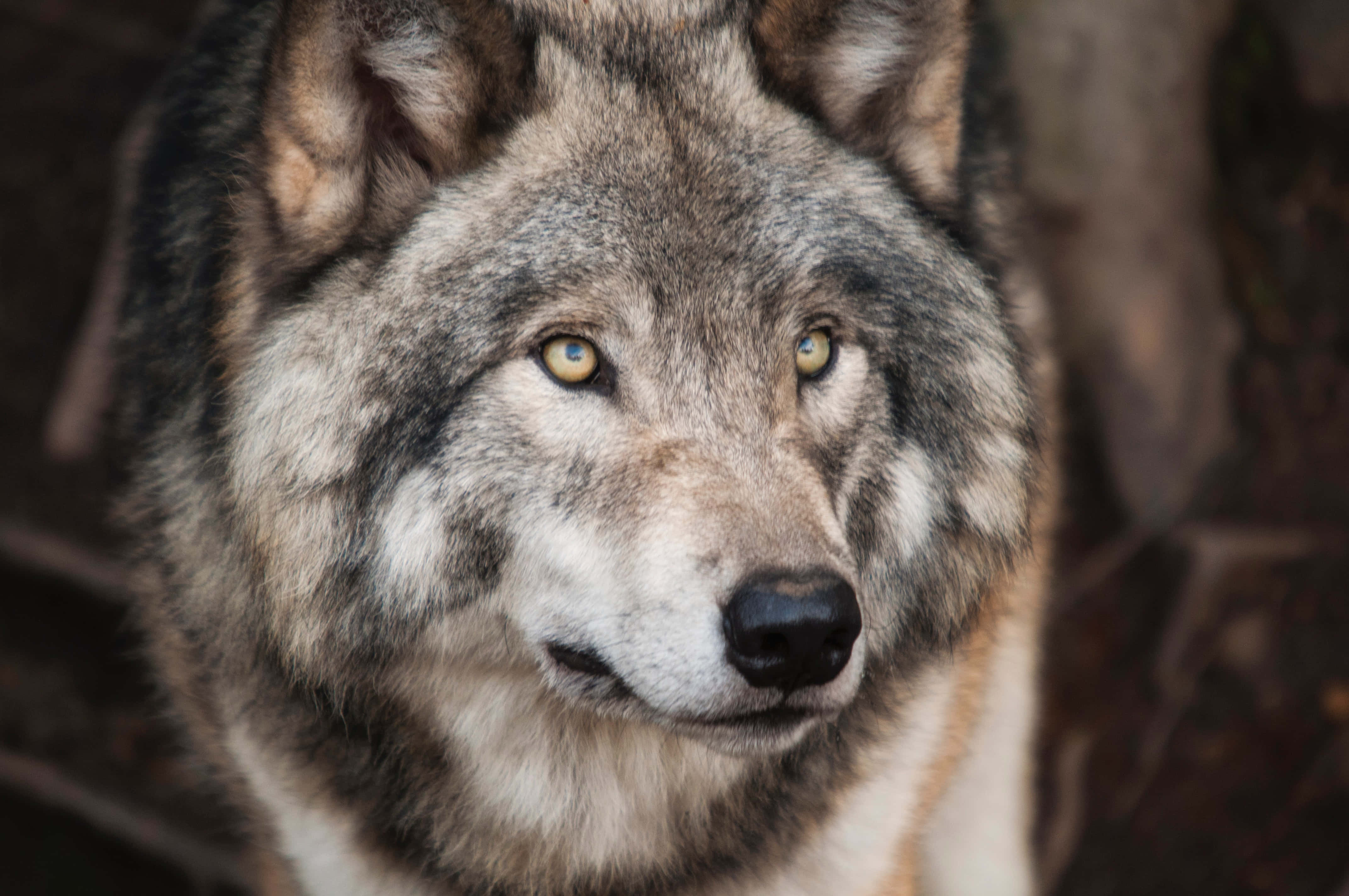 Wolf Photography 桌布 壁紙 — 一隻灰狼的特寫，擁有銳利的黃色眼睛，在模糊的森林背景下專注地凝視。