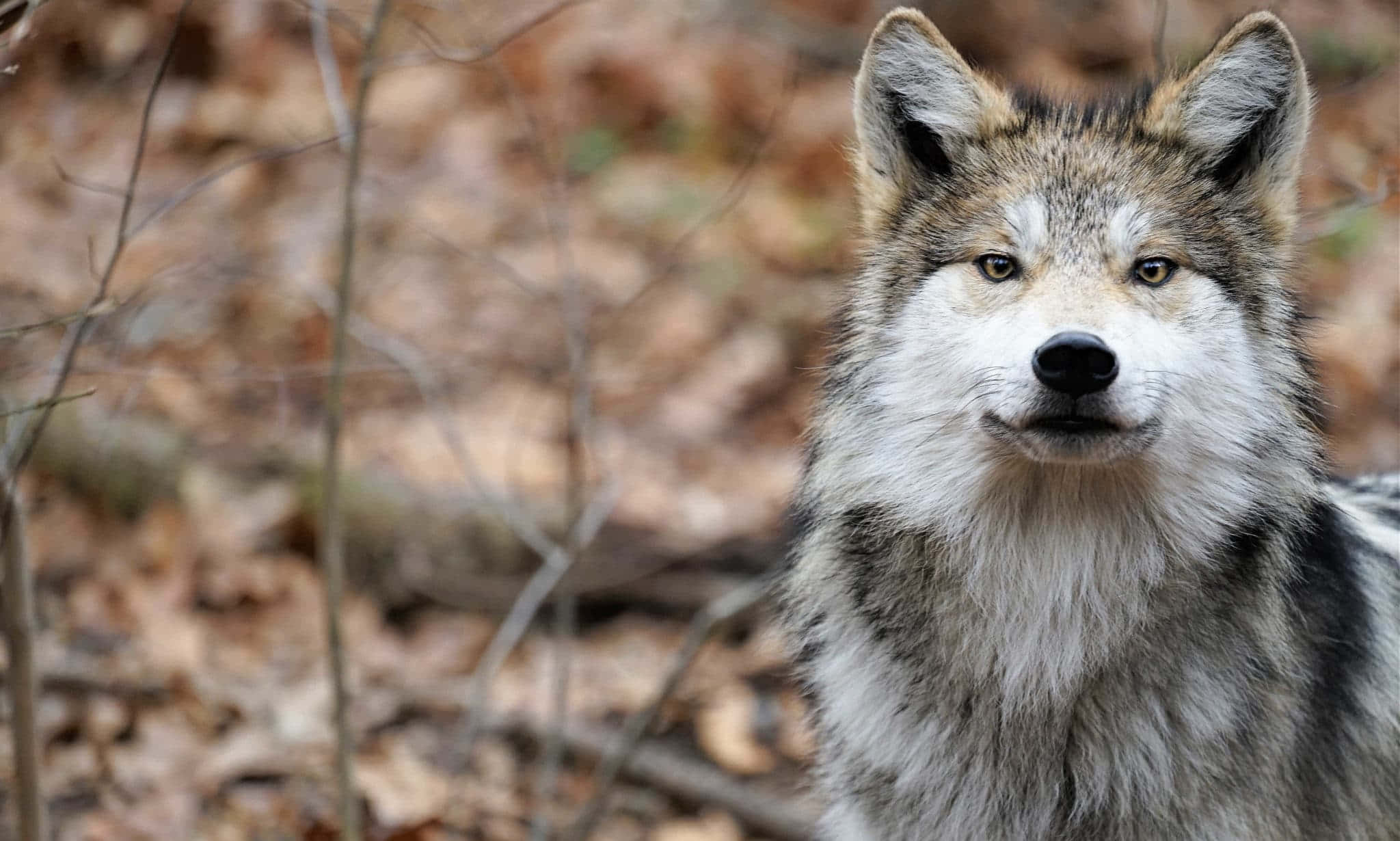 Mexican Wolf 桌布 壁紙 — 一隻灰狼的特寫，眼神銳利，直視鏡頭，身處鋪滿乾燥棕色落葉的森林地面。