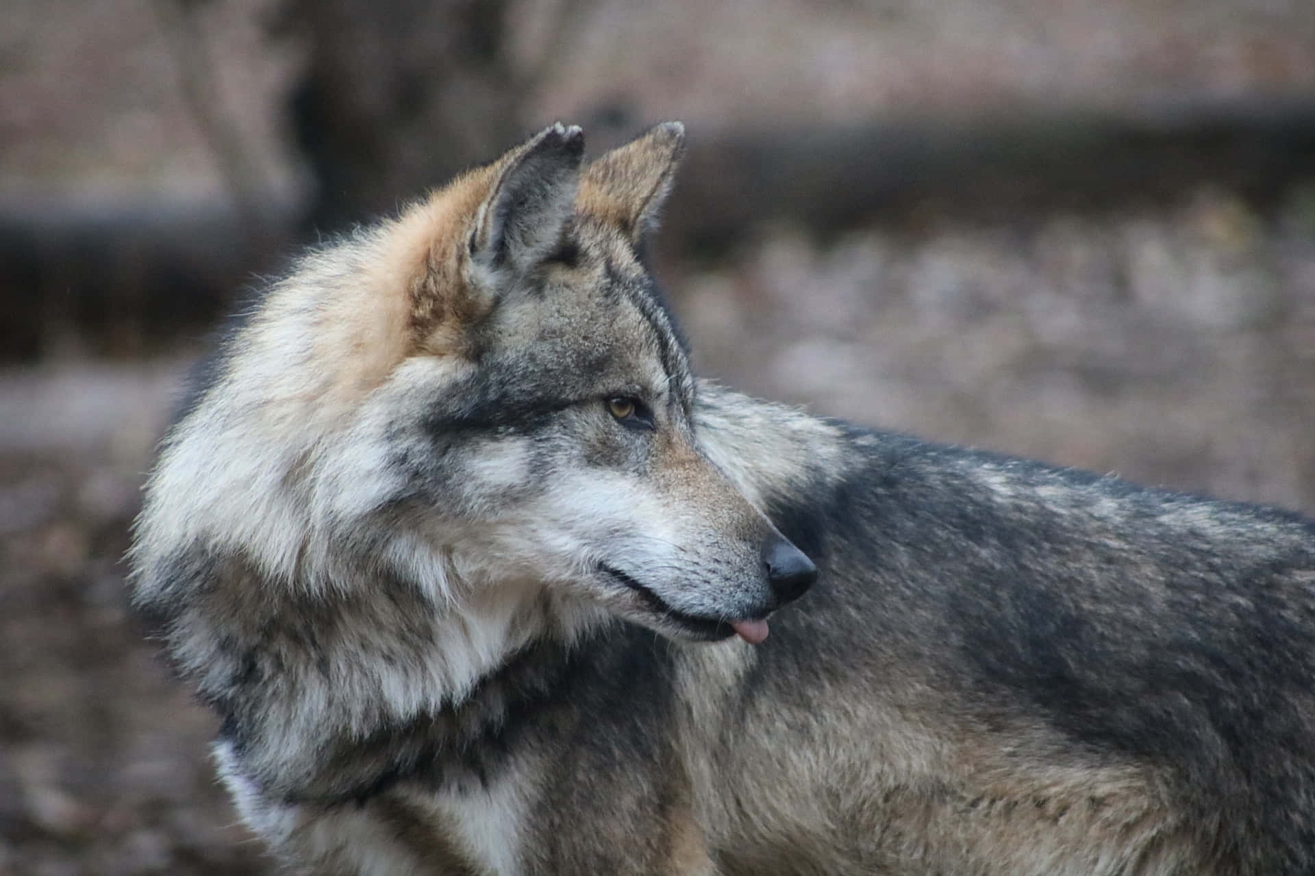 Mexican Wolf 桌布 壁紙 — 一隻灰狼的特寫，耳朵警覺，嘴巴微張，站在模糊的森林背景中。