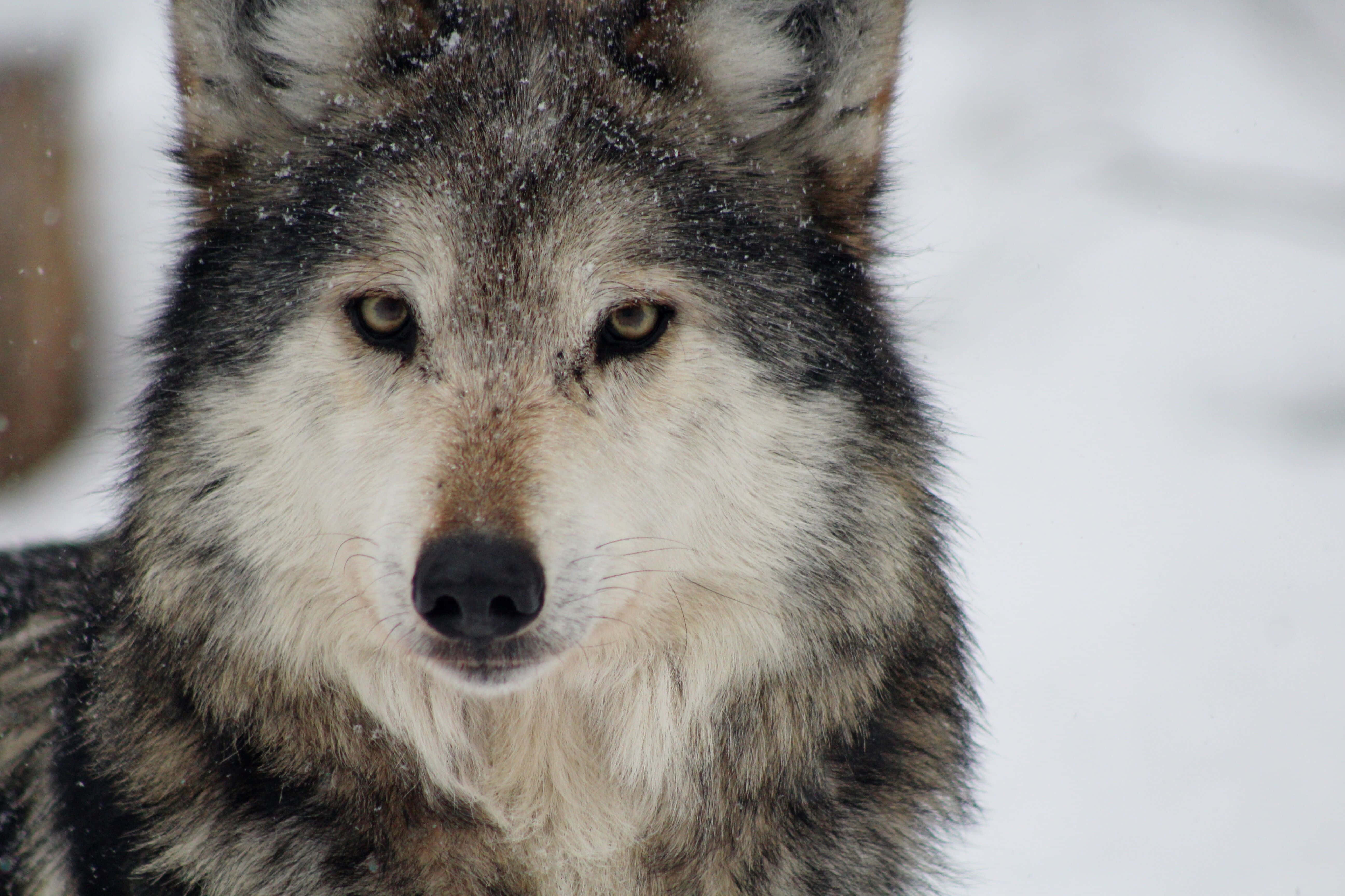 Mexican Wolf 桌布 壁紙 — 一隻灰狼的近距離特寫，毛髮上沾有雪花，在雪景背景下專注地凝視。