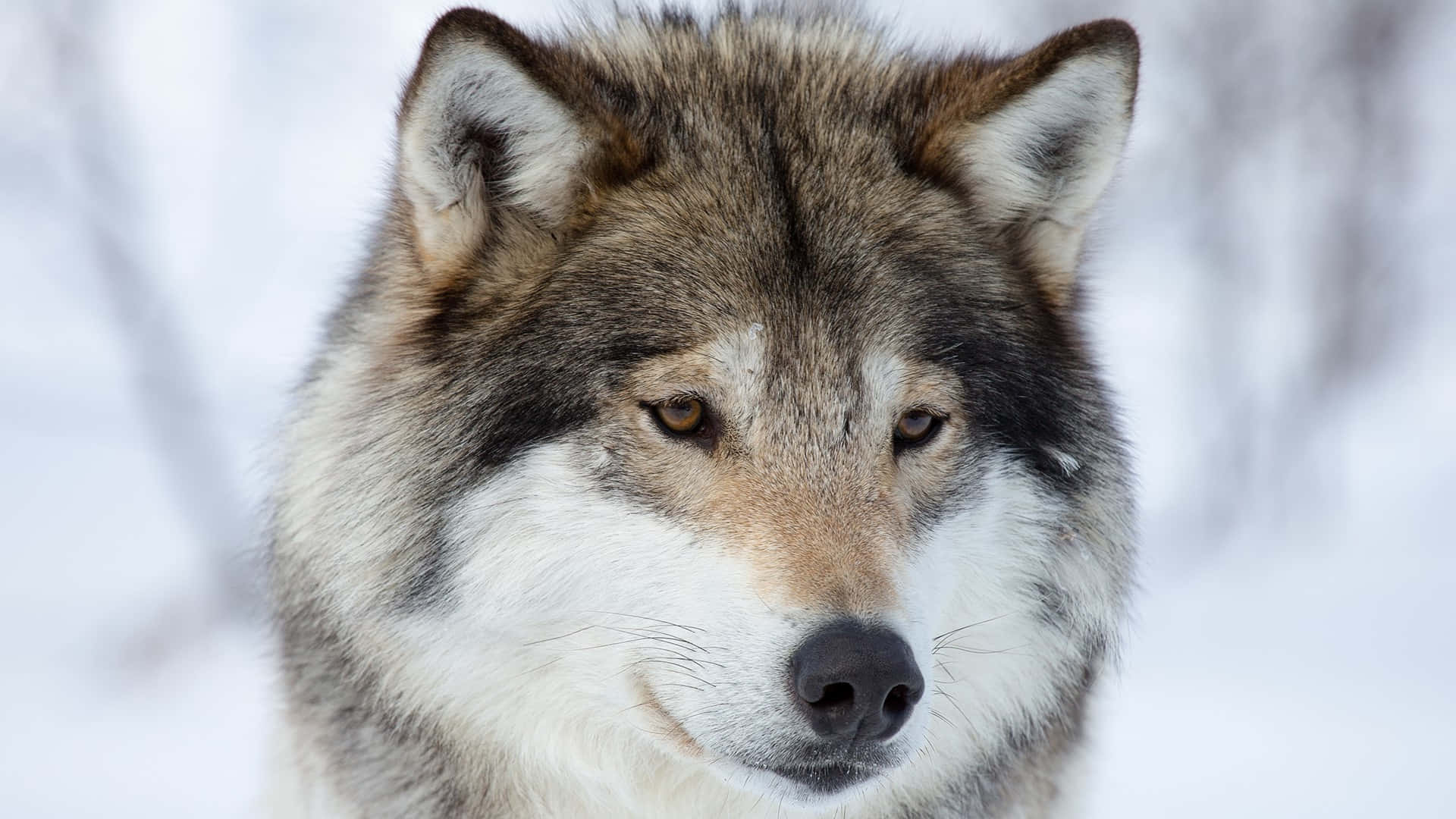 Wolf Pup 桌布 壁紙 — 一隻灰狼的近距離特寫，琥珀色銳利的眼睛在白雪皚皚的冬季背景下專注地凝視。