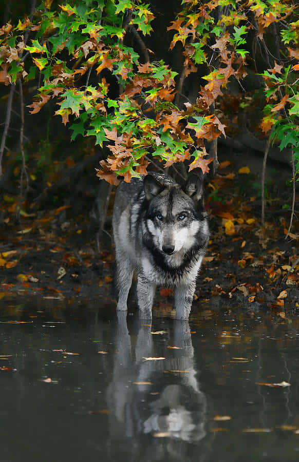 Wolf In Autumn 桌布 壁紙 — 一隻灰狼站在秋葉下的淺水中，其倒影映照在黑暗的水面上。