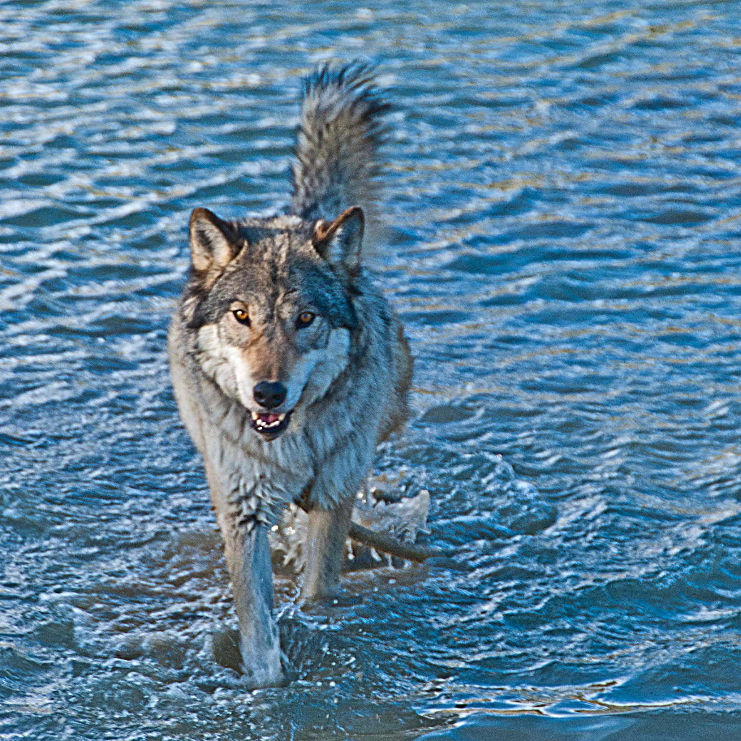 Wolf In Water 桌布 壁紙 — 一隻灰狼自信地走過淺藍色的水，水花在牠的腿周圍濺起。