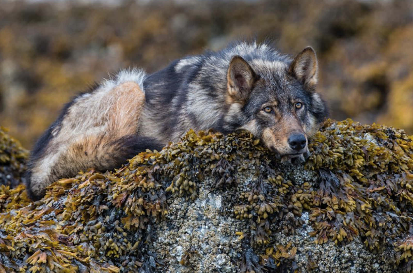 Wolf Photography 桌布 壁紙 — 一隻灰狼警覺地休息在長滿苔蘚並覆蓋海藻的石頭上，柔和自然光下。