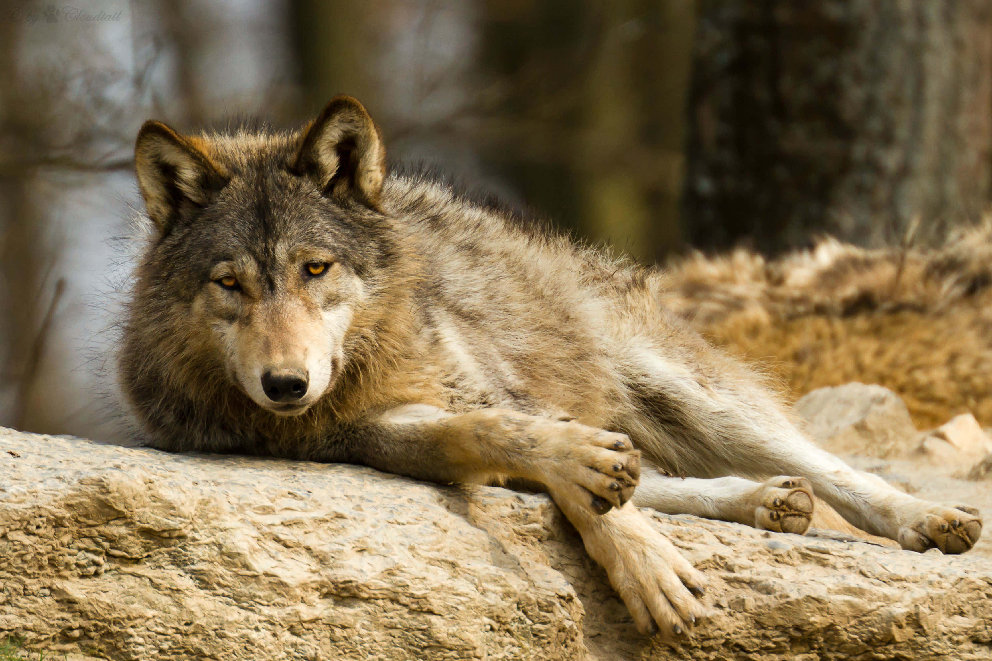 Wolf In Summer 桌布 壁紙 — 一隻灰狼警覺地躺在陽光照耀的岩石上，背景是模糊的森林。