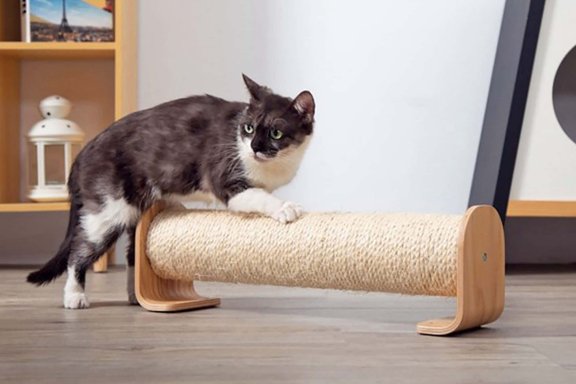 Cat Scratching Post 桌布 壁紙 — 一隻灰白相間、綠色眼睛的貓咪警覺地站在現代室內環境中的木製抓柱上。
