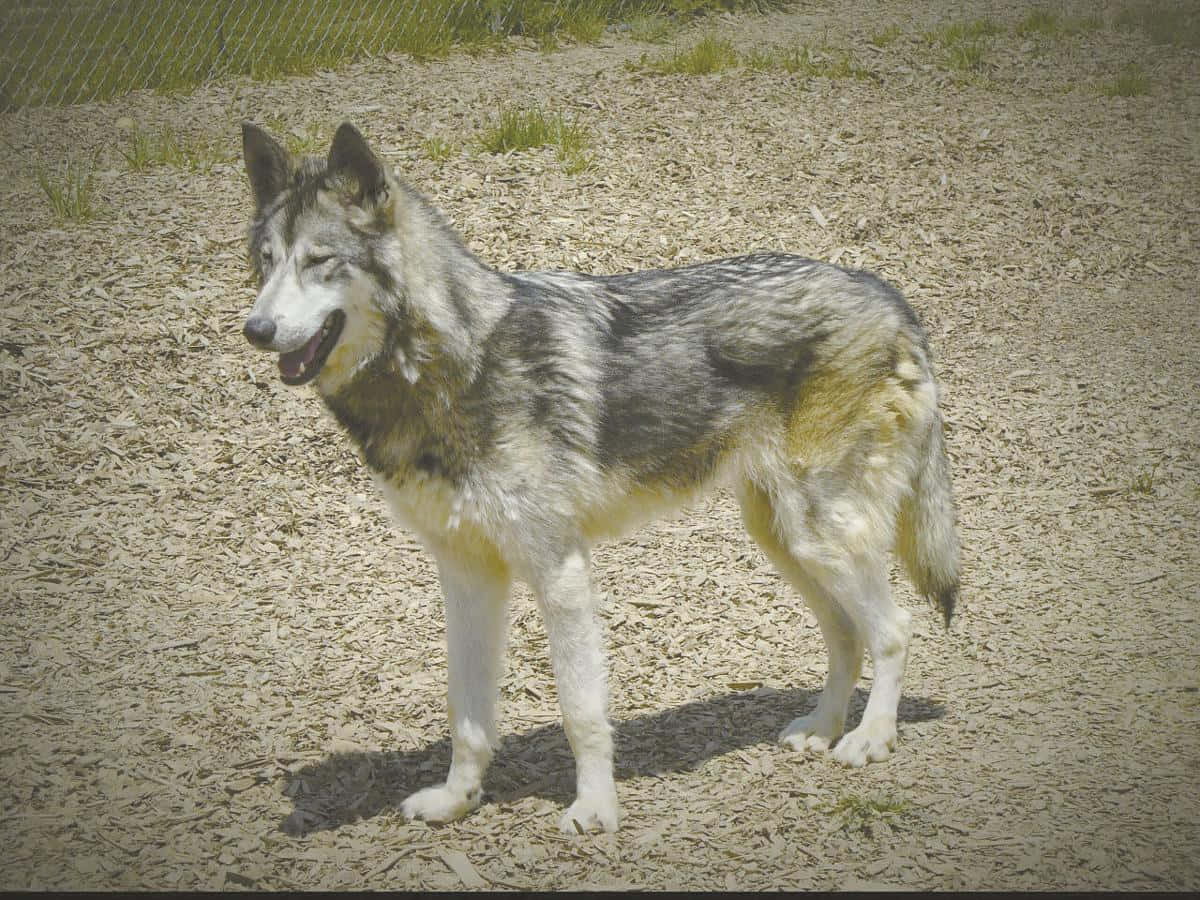 wolfdog 桌布 壁紙 — 一隻灰白相間的狼在明亮的日光下，警覺地站在稀疏草地和碎石地面上。