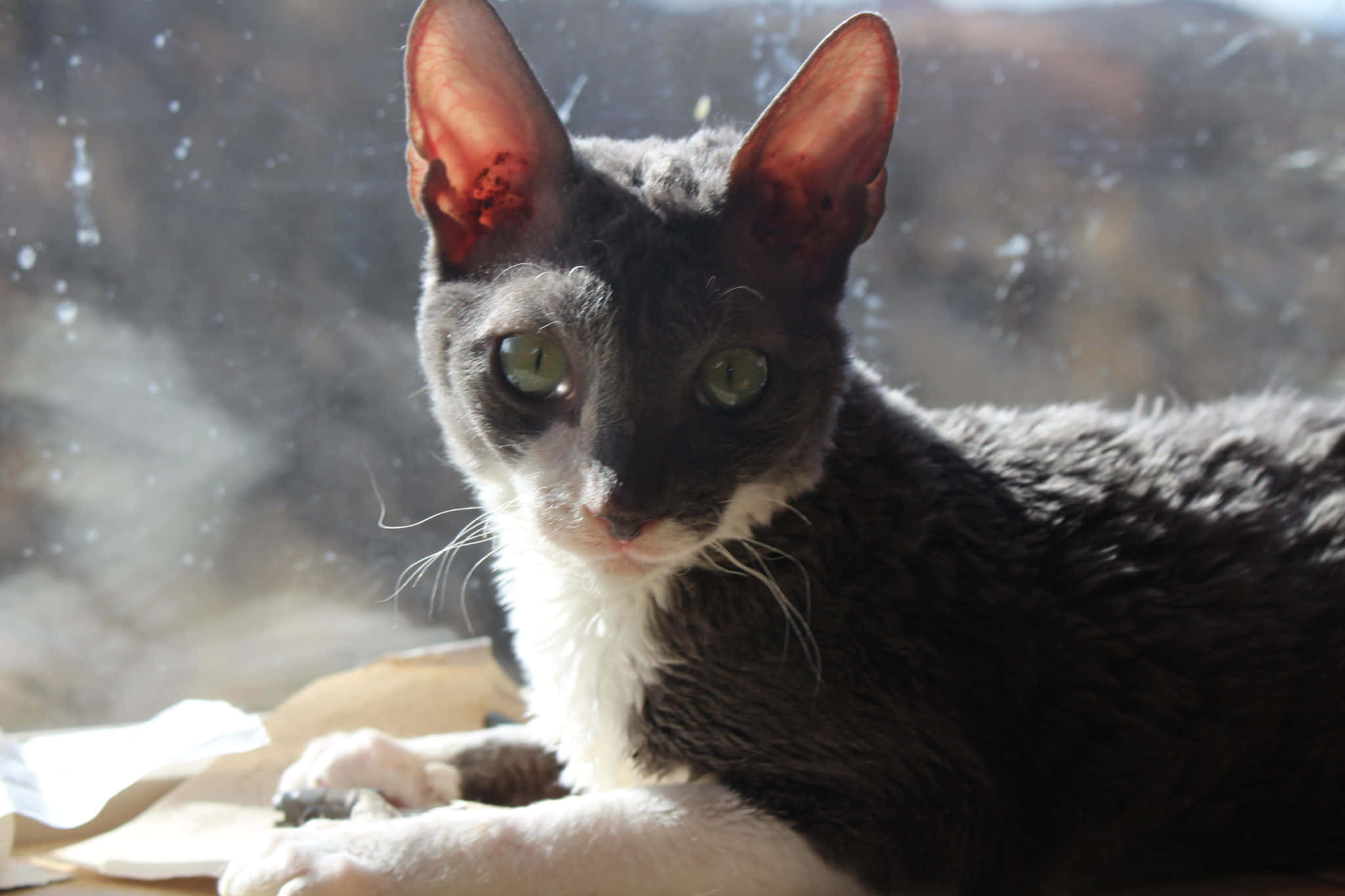 Cornish Rex 桌布 壁紙 — 一隻灰白相間的貓咪，擁有引人注目的綠色眼睛，在陽光灑落的窗邊休憩，豎起耳朵，目光直視。