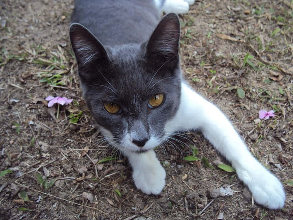 Napoleon Cat 桌布 壁紙 — 一隻灰白相間的貓咪，有著引人注目的琥珀色眼睛，從一片點綴著細小粉紅色花朵的泥土和草地上專注地凝視著。