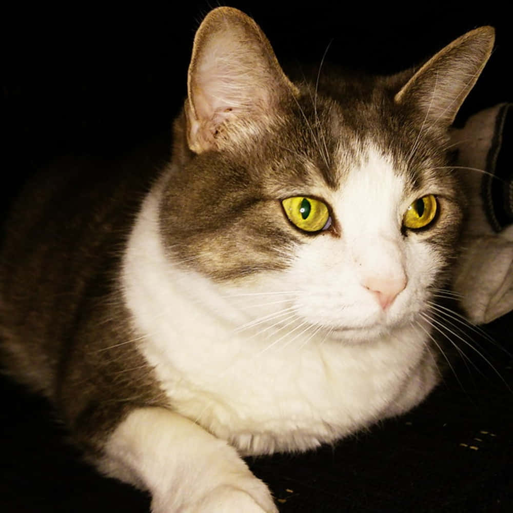 Manx Cat 桌布 壁紙 — 一隻灰白相間的貓咪特寫，擁有引人注目的黃色眼睛，在深色背景下專注地凝視。