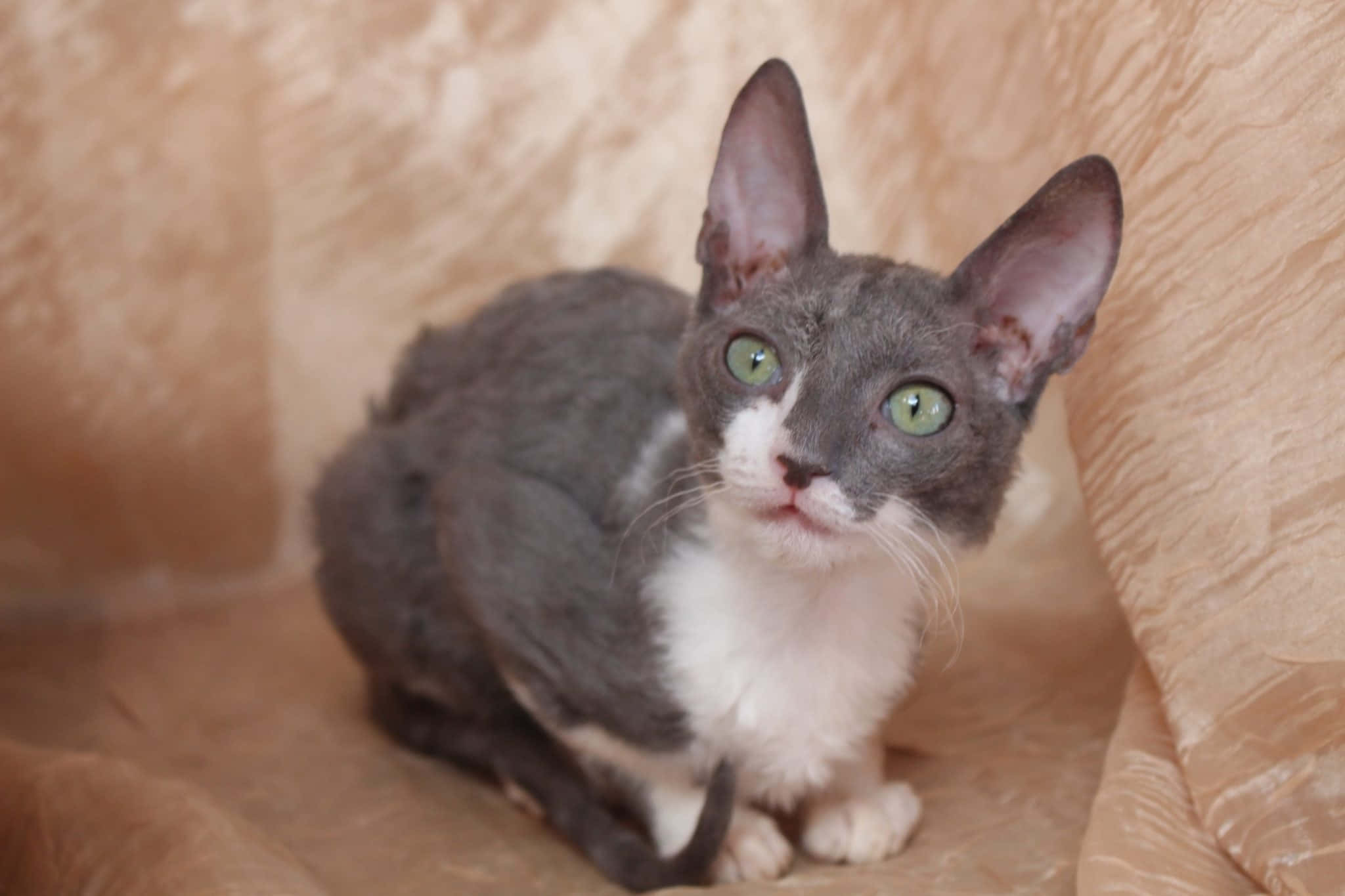 Cornish Rex 桌布 壁紙 — 一隻灰白色的德文帝王貓，有大耳朵和綠色眼睛，警覺地坐在有紋理的米色布料上。