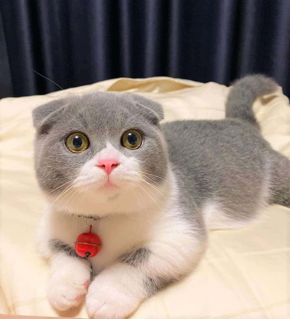 Munchkin Cat 桌布 壁紙 — 一隻灰白色的蘇格蘭摺耳貓，有著金色大眼睛，躺在奶油色枕頭上，戴著紅色鈴鐺項圈。