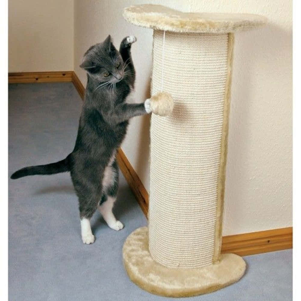 Cat Scratching Post 桌布 壁紙 — 一隻灰白色的貓用後腿站立，拍打室內高劍麻抓柱上懸掛的玩具。