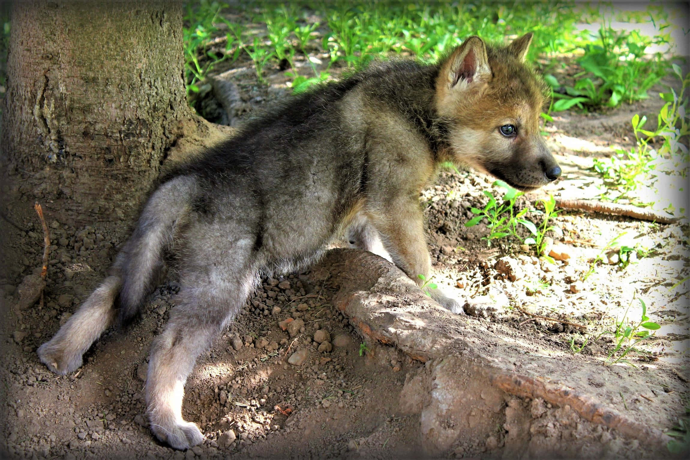 Wolf Pup 桌布 壁紙 — 一隻灰色和黃褐色毛髮的年輕狼崽，在透過綠色樹葉過濾的斑駁陽光中，警覺地站在樹幹附近。