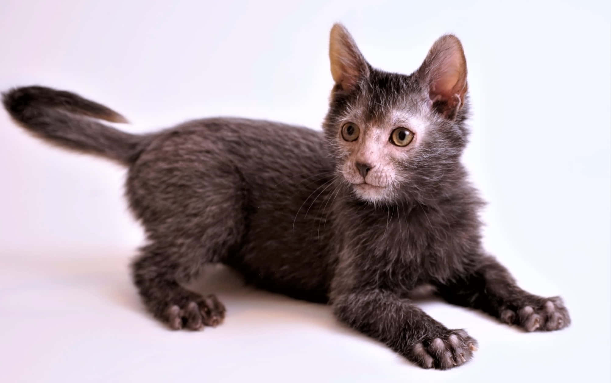Lykoi 桌布 壁紙 — 一隻灰色嘅Devon Rex貓仔，有大耳朵同大眼睛，警覺咁躺喺純白色背景上。