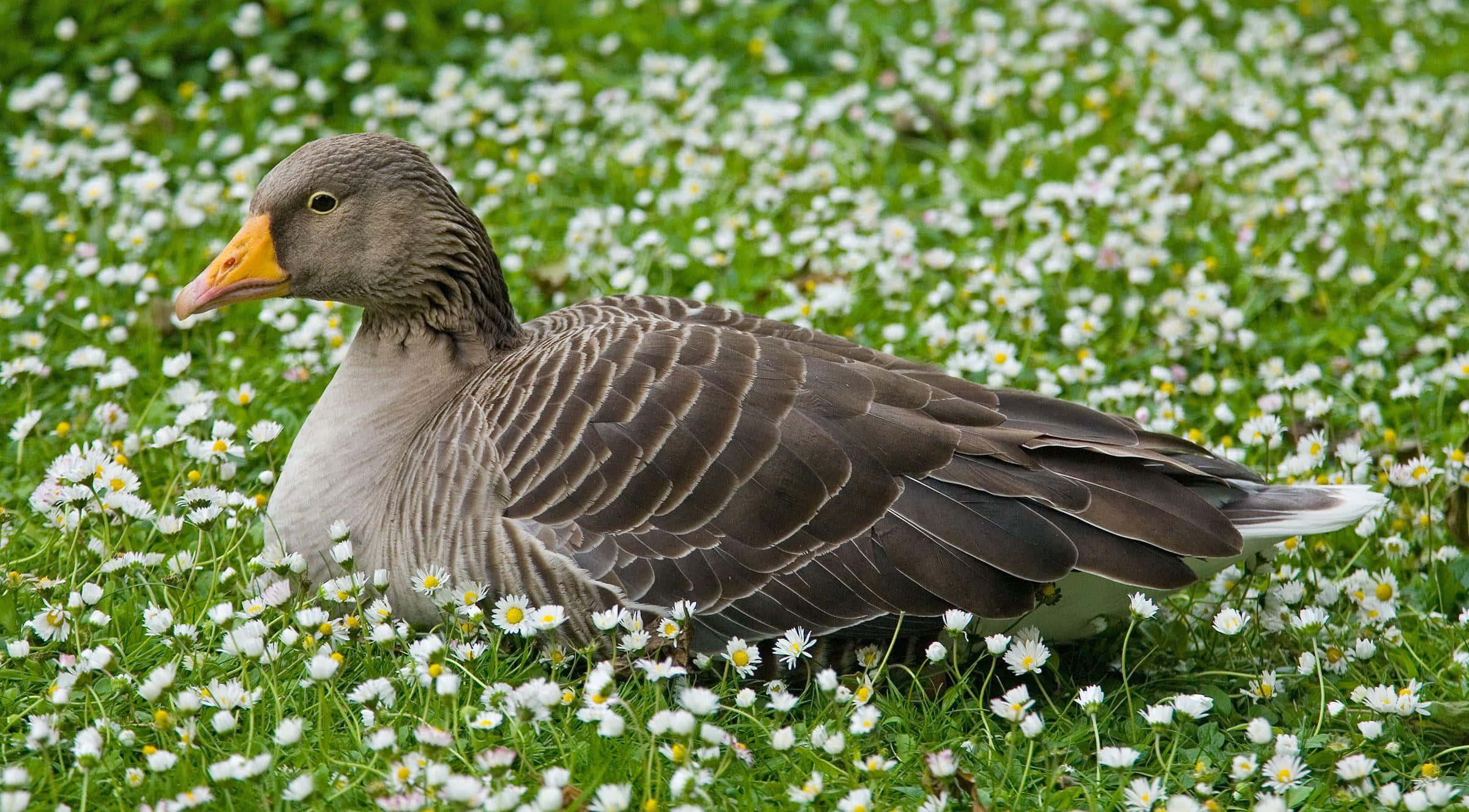 Goose 桌布 壁紙 — 一隻灰色嘅鵝，橙色嘅喙，喺白色雛菊同綠草嘅田野中平靜咁休息緊。