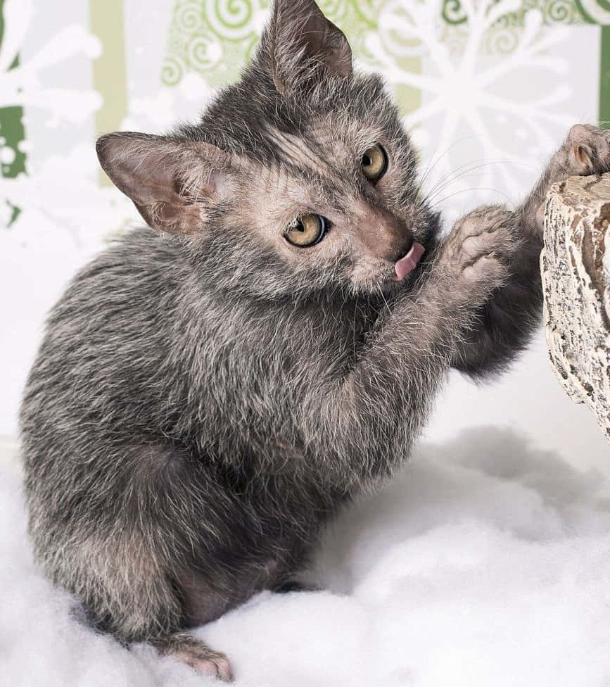 Lykoi 桌布 壁紙 — 一隻灰色小貓咪，有著大大的琥珀色眼睛，正舔著爪子，棲息在 fluffy 白色棉花上，背景是綠色和白色的圖案。