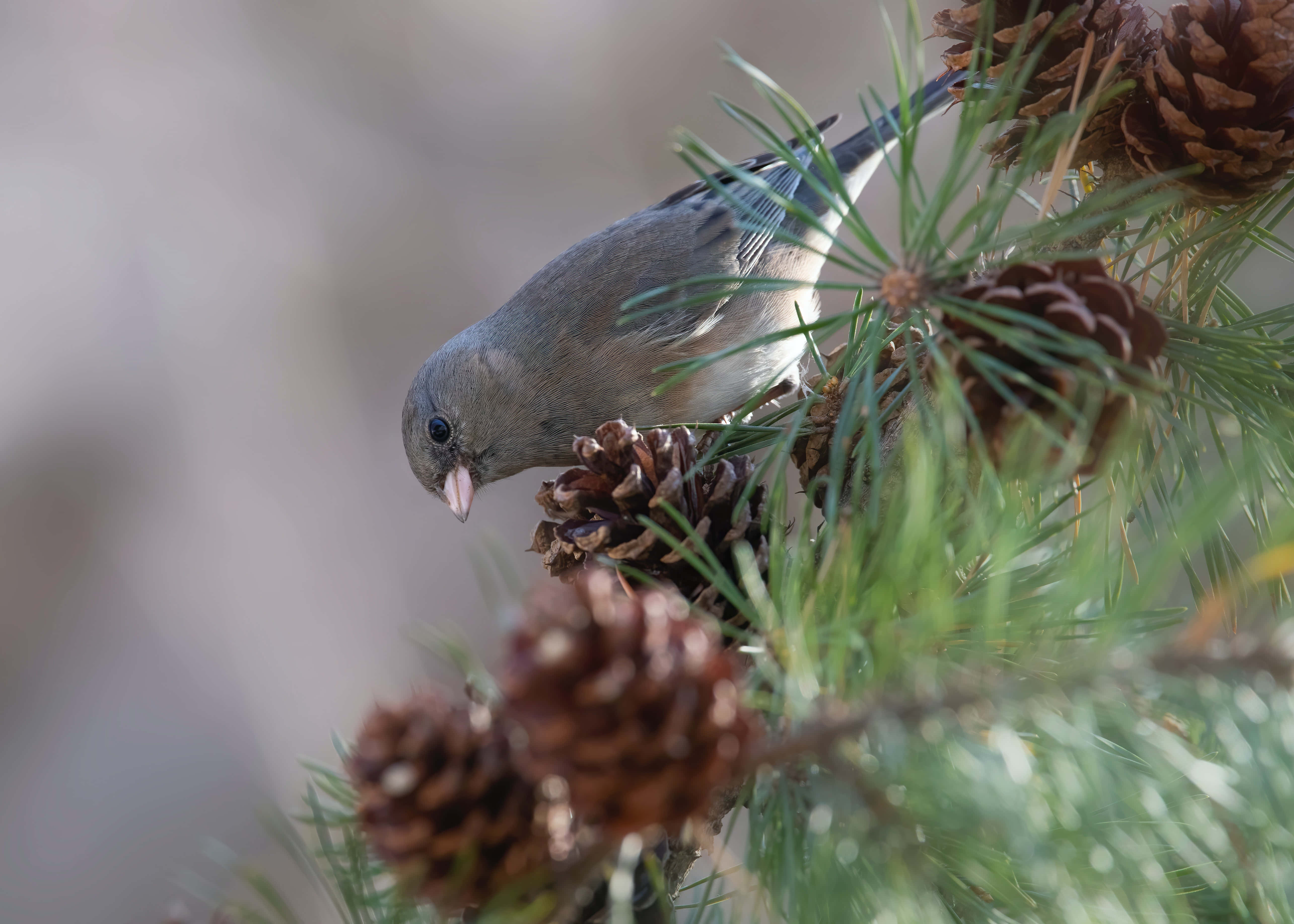 sparrow 桌布 壁紙 — 一隻灰色小鳥優雅地棲息在松樹枝上，周圍有棕色松果和綠色松針。
