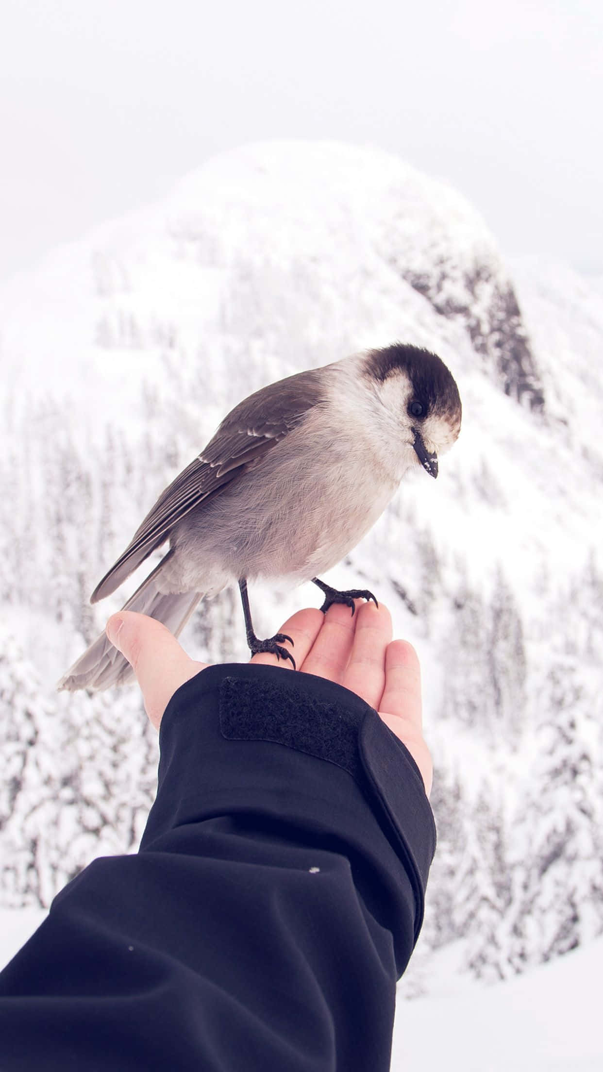 Snow Bird 桌布 壁紙 — 一隻灰色小鳥平靜地棲息在伸出的手上，背景是白雪皚皚的山脈。