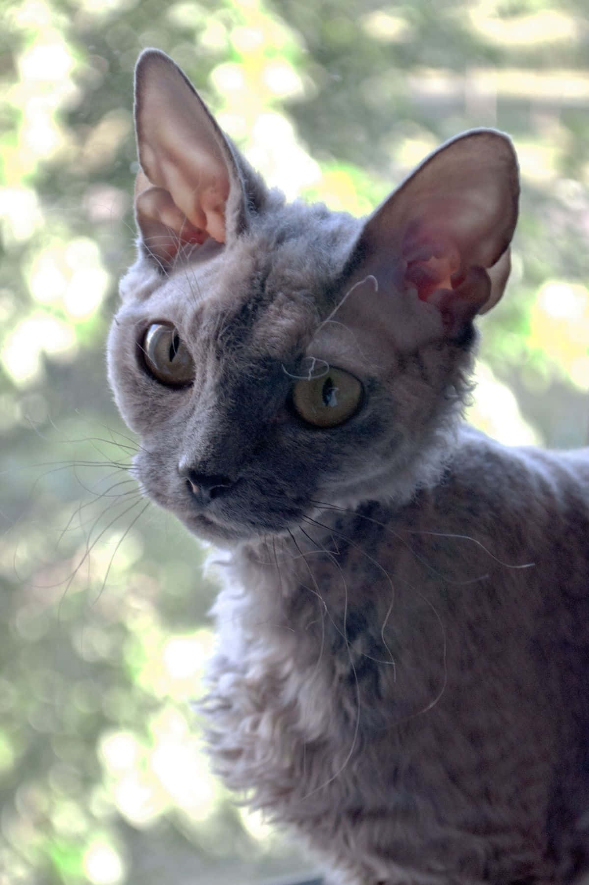 Devon Rex 桌布 壁紙 — 一隻灰色康沃爾帝王貓的大特寫，有大耳朵和綠色眼睛，在明亮模糊的戶外背景下專注地凝視。