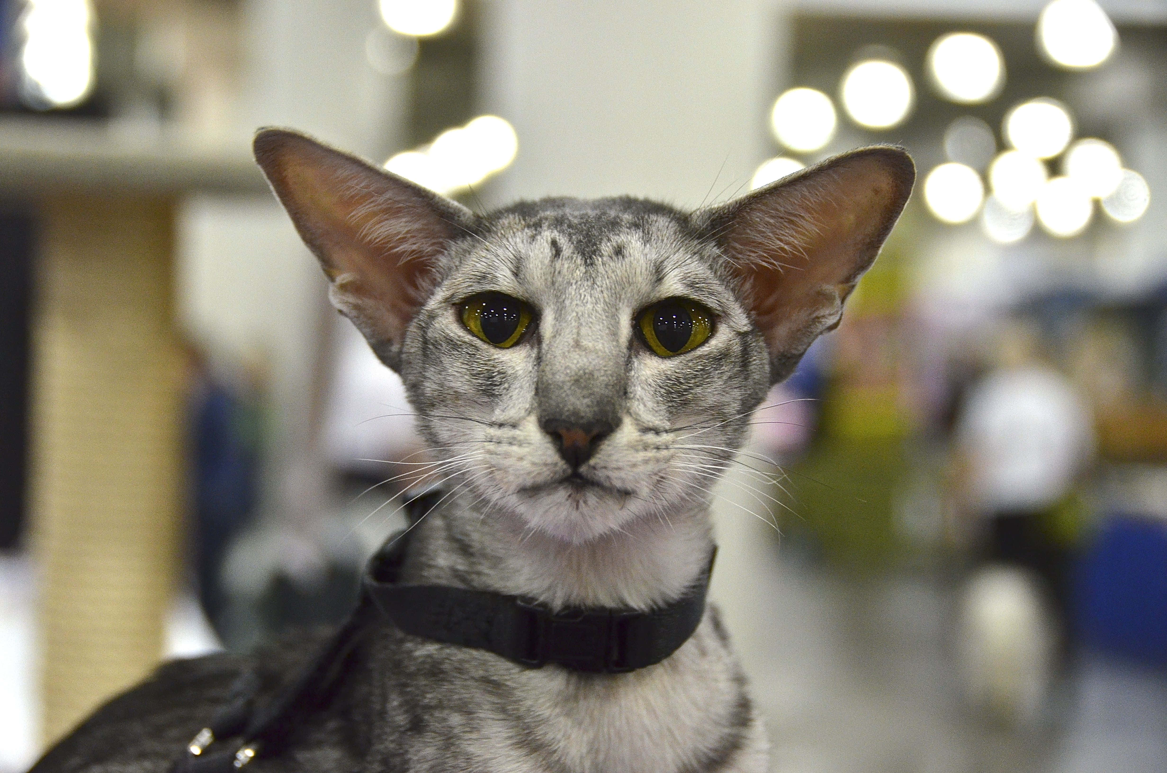 Oriental Shorthair 桌布 壁紙 — 一隻灰色東方貓嘅特寫，有大耳朵同明亮嘅黃色眼睛，戴住黑色頸圈。