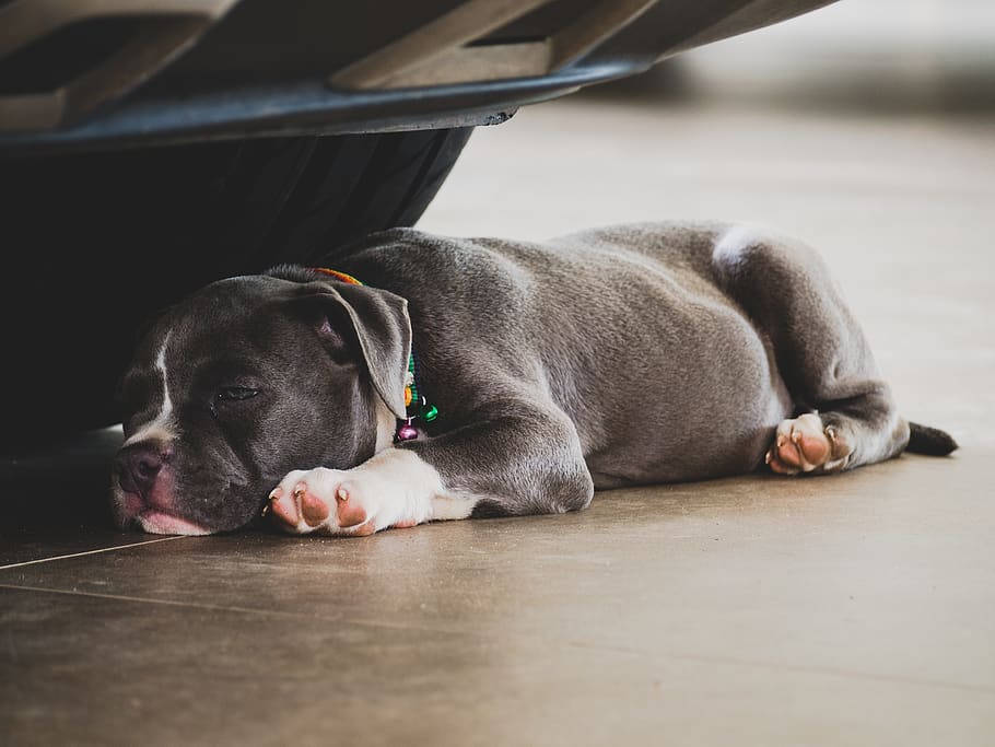 Bulldog 桌布 壁紙 — 一隻灰色比特犬幼犬戴著彩色項圈，在瓷磚地板的車底下安然入睡。