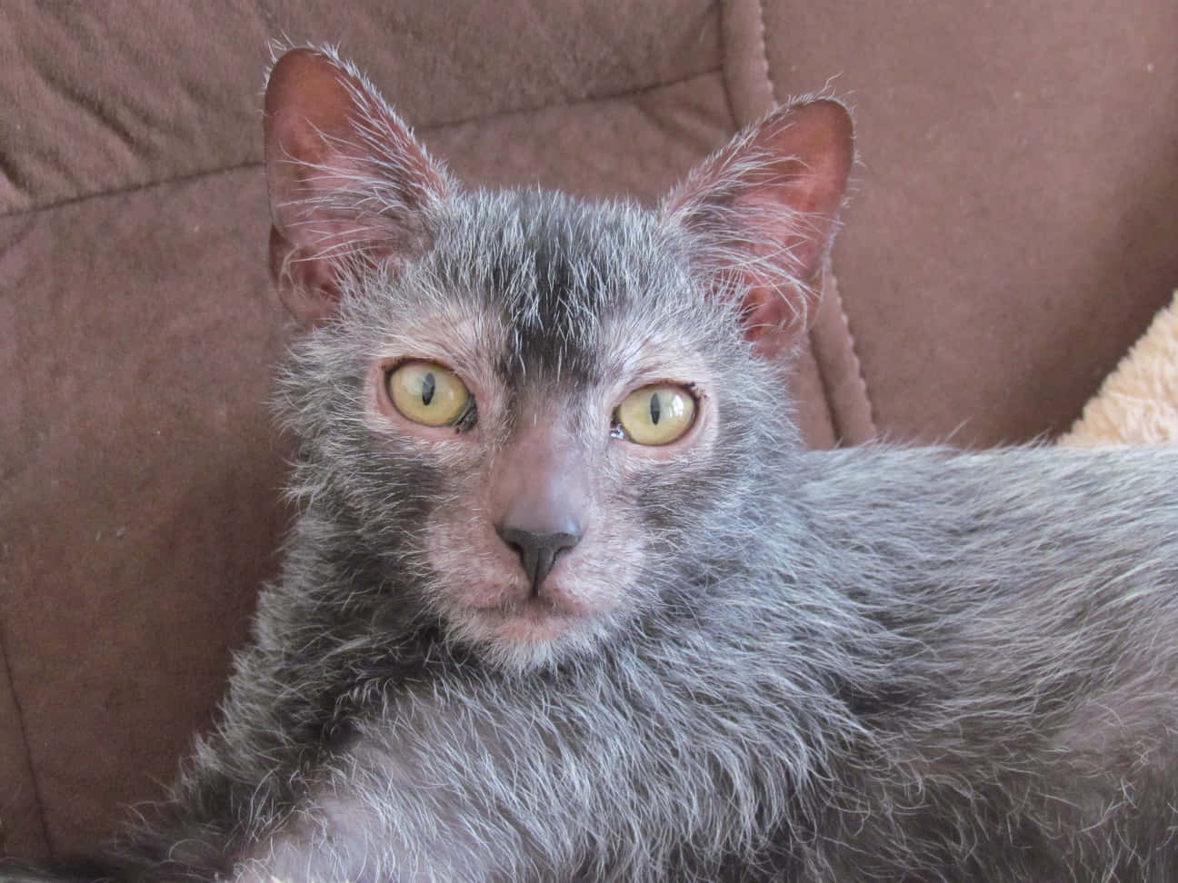 Lykoi 桌布 壁紙 — 一隻灰色無毛貓嘅特寫，佢有對搶眼嘅黃色眼睛，喺啡色梳化上休息。