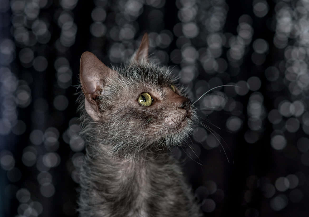 Lykoi 桌布 壁紙 — 一隻灰色無毛貓的特寫，擁有引人注目的綠色眼睛，在黑暗的散景背景下向上凝視。