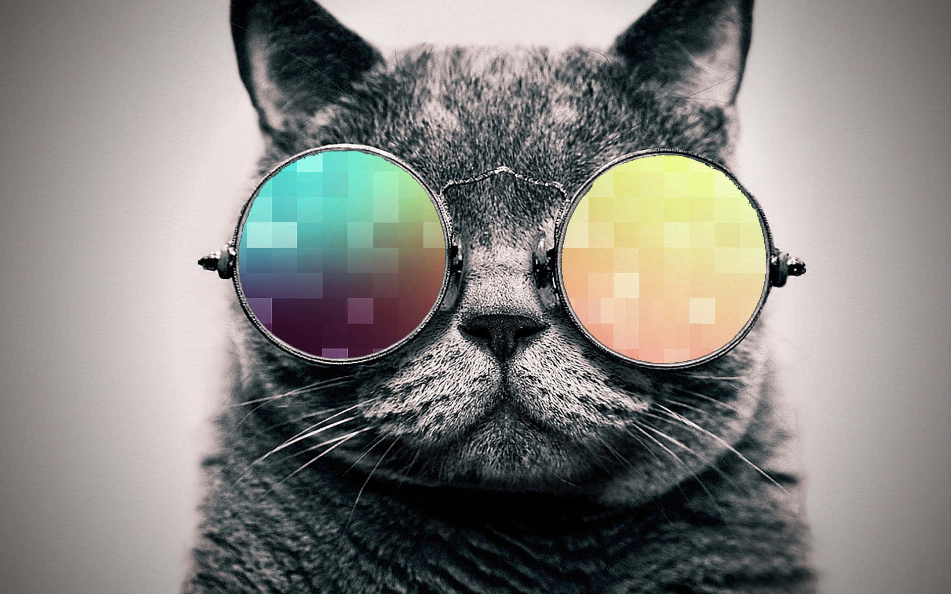 Cool Cat 桌布 壁紙 — 一隻灰色的貓戴著圓形太陽眼鏡，鏡片是像素化的彩虹色，背景是中性灰色。