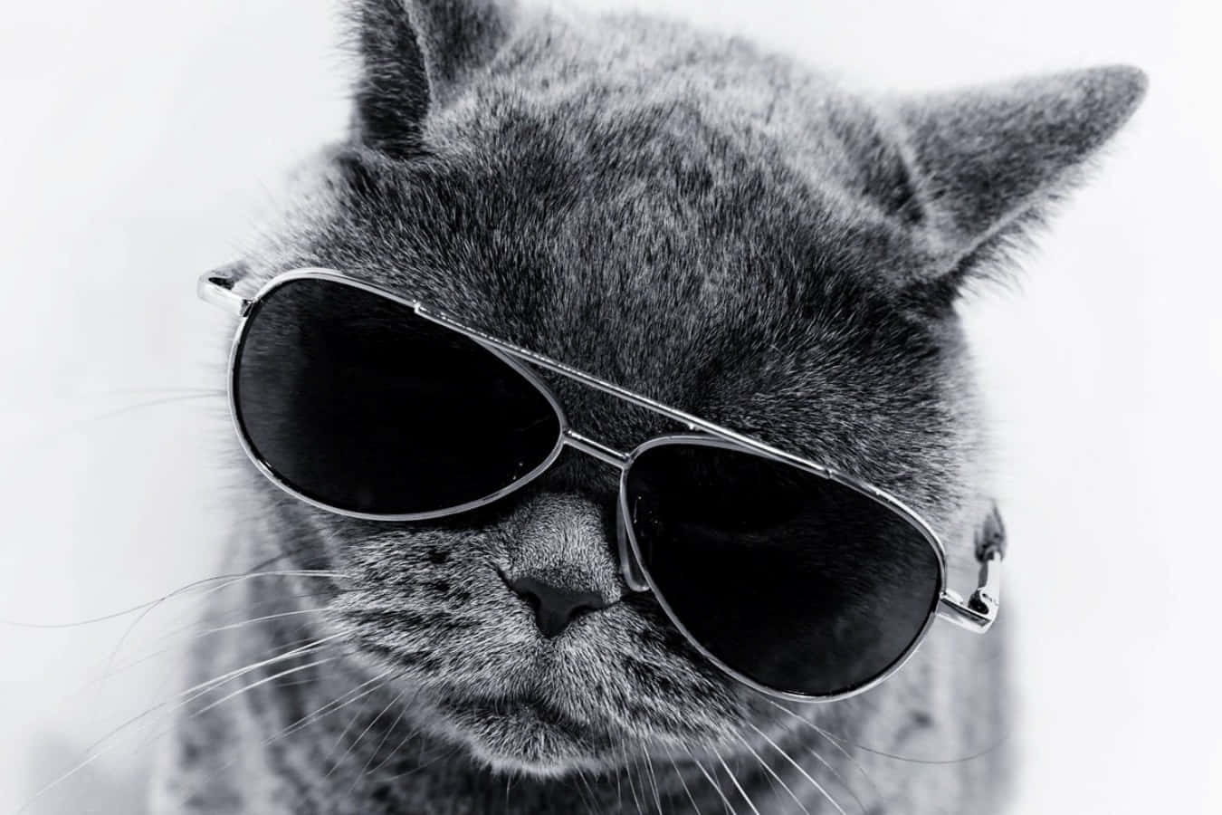 Cool Cat 桌布 壁紙 — 一隻灰色的貓戴著時尚的飛行員太陽眼鏡，在純白背景下露出冷酷、漠不關心的表情。
