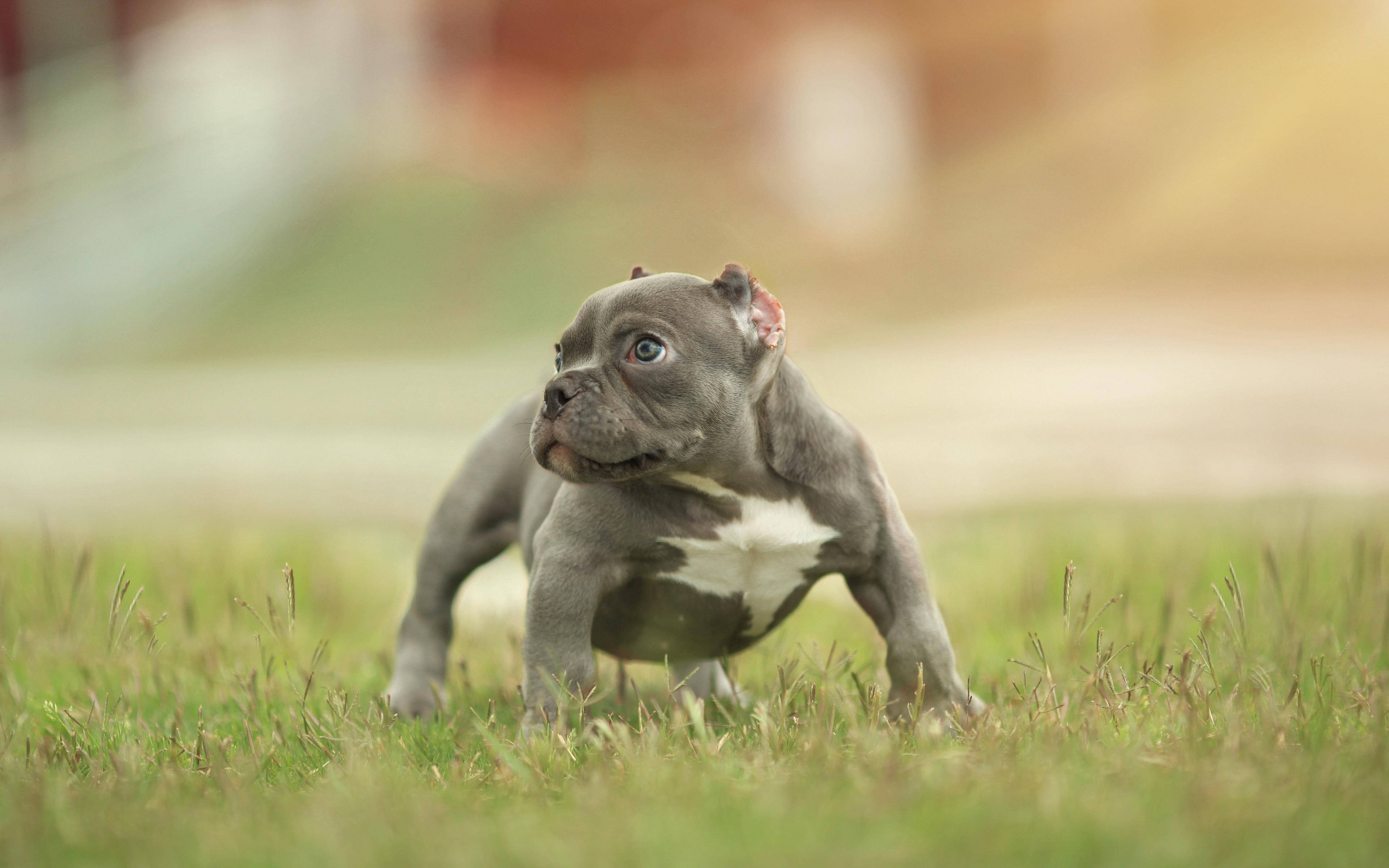 Bulldog 桌布 壁紙 — 一隻灰色美國惡霸犬幼犬，擁有引人注目的藍色眼睛，在溫暖陽光下警覺地蹲伏在充滿活力的綠草中。