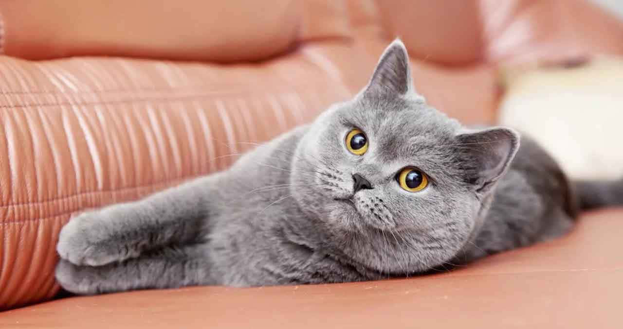 Chartreux 桌布 壁紙 — 一隻灰色英國短毛貓，有著明亮的黃色眼睛，舒適地躺在一張有紋理的蜜桃色沙發上。