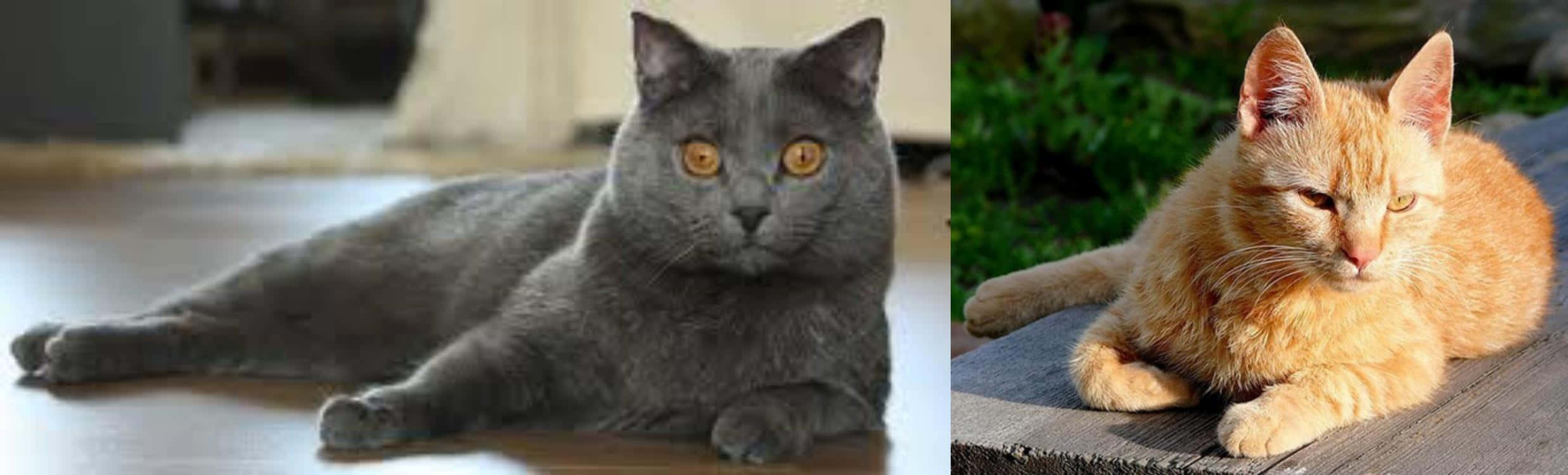 Brazilian Shorthair 桌布 壁紙 — 一隻灰色英國短毛貓，琥珀色眼睛，在室內休息，旁邊有一隻橙色虎斑貓在室外木質表面上休息。