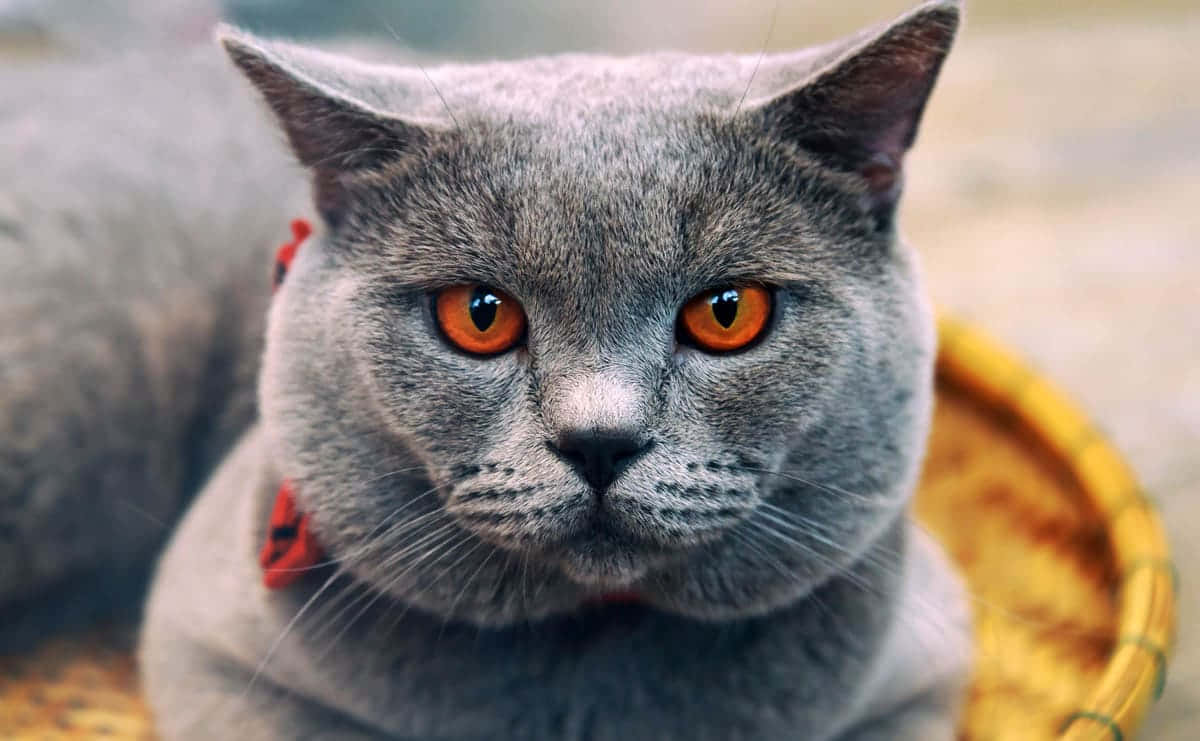Chartreux 桌布 壁紙 — 一隻灰色英國短毛貓的特寫，擁有引人注目的橙色眼睛和紅色項圈，正躺在編織籃中休息。
