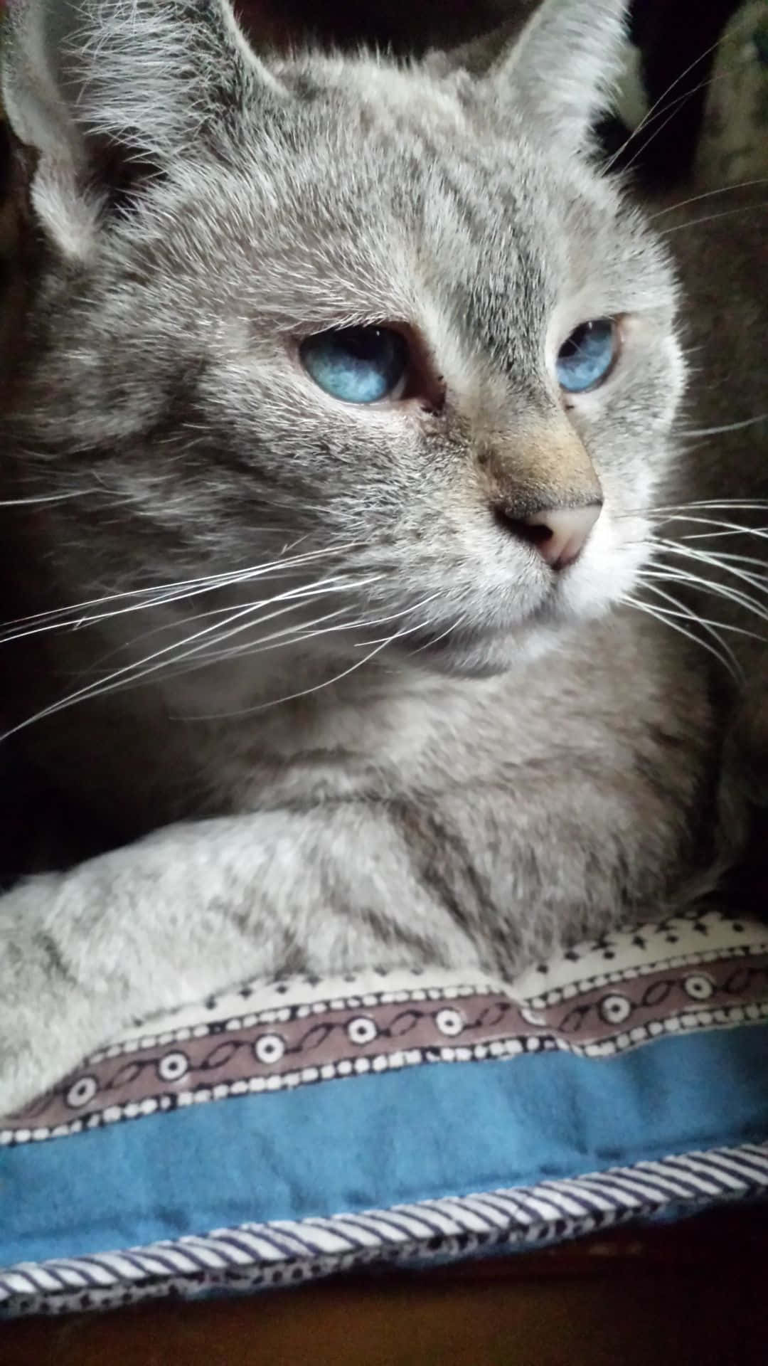 Ojos Azules Cat 桌布 壁紙 — 一隻灰色虎斑貓嘅特寫，佢有對搶眼嘅藍色眼睛，喺一個有圖案嘅藍色咕𠱸上休息緊。