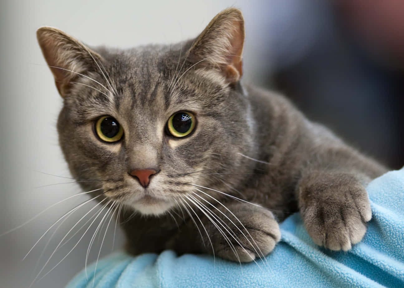 European Shorthair 桌布 壁紙 — 一隻灰色虎斑貓有著明亮的黃色眼睛，將爪子放在柔軟的藍色毯子上，專注地盯著相機。