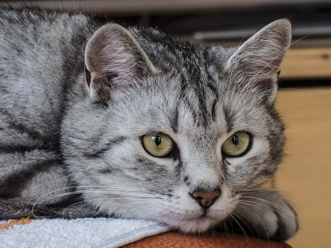 European Shorthair 桌布 壁紙 — 一隻灰色虎斑貓的特寫，擁有引人注目的綠色眼睛，將頭靠在柔軟的表面上。