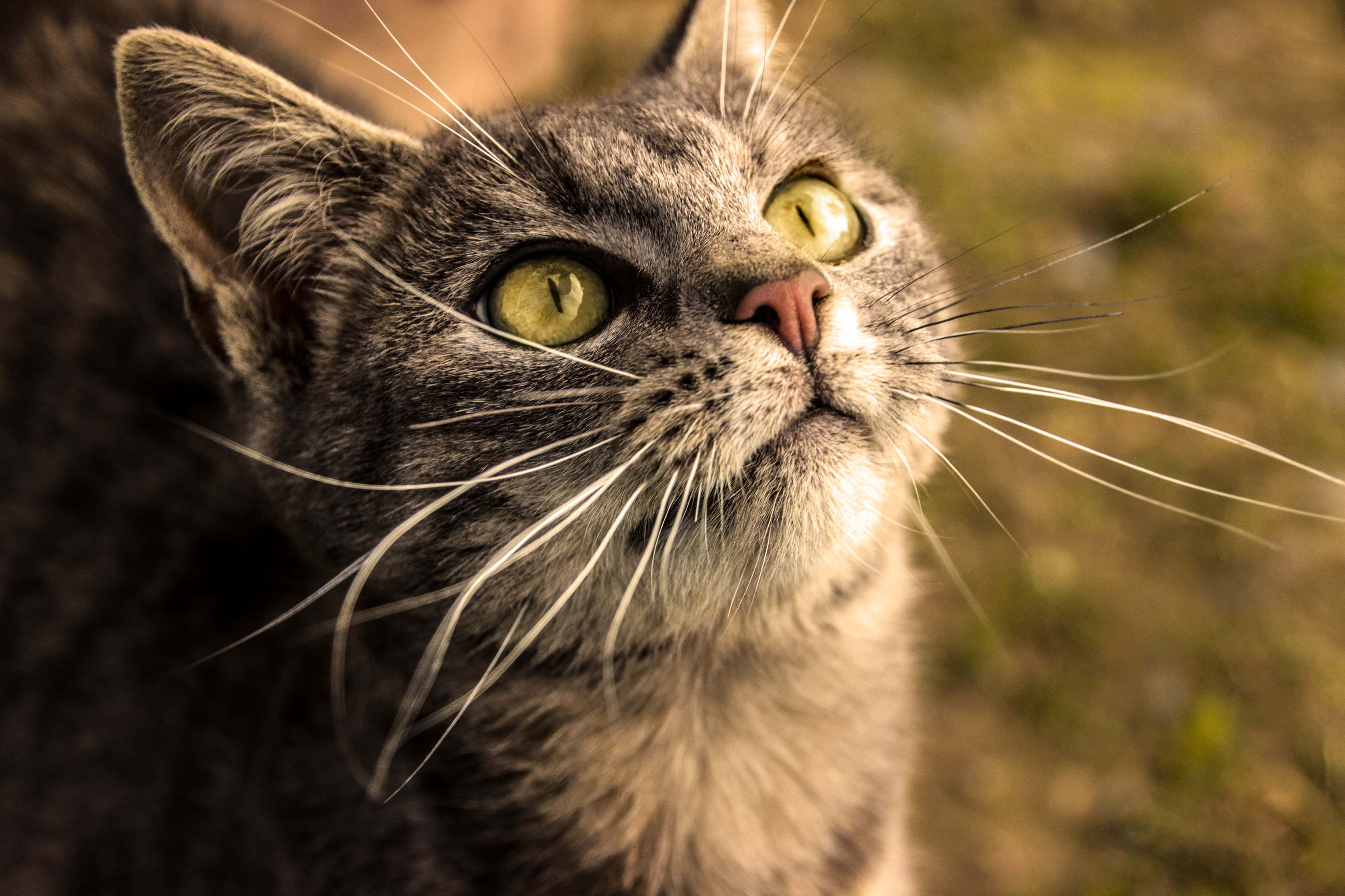 Tabby Cat 桌布 壁紙 — 一隻灰色虎斑貓的特寫，擁有引人注目的綠色眼睛，在模糊的金色背景下向上凝視。