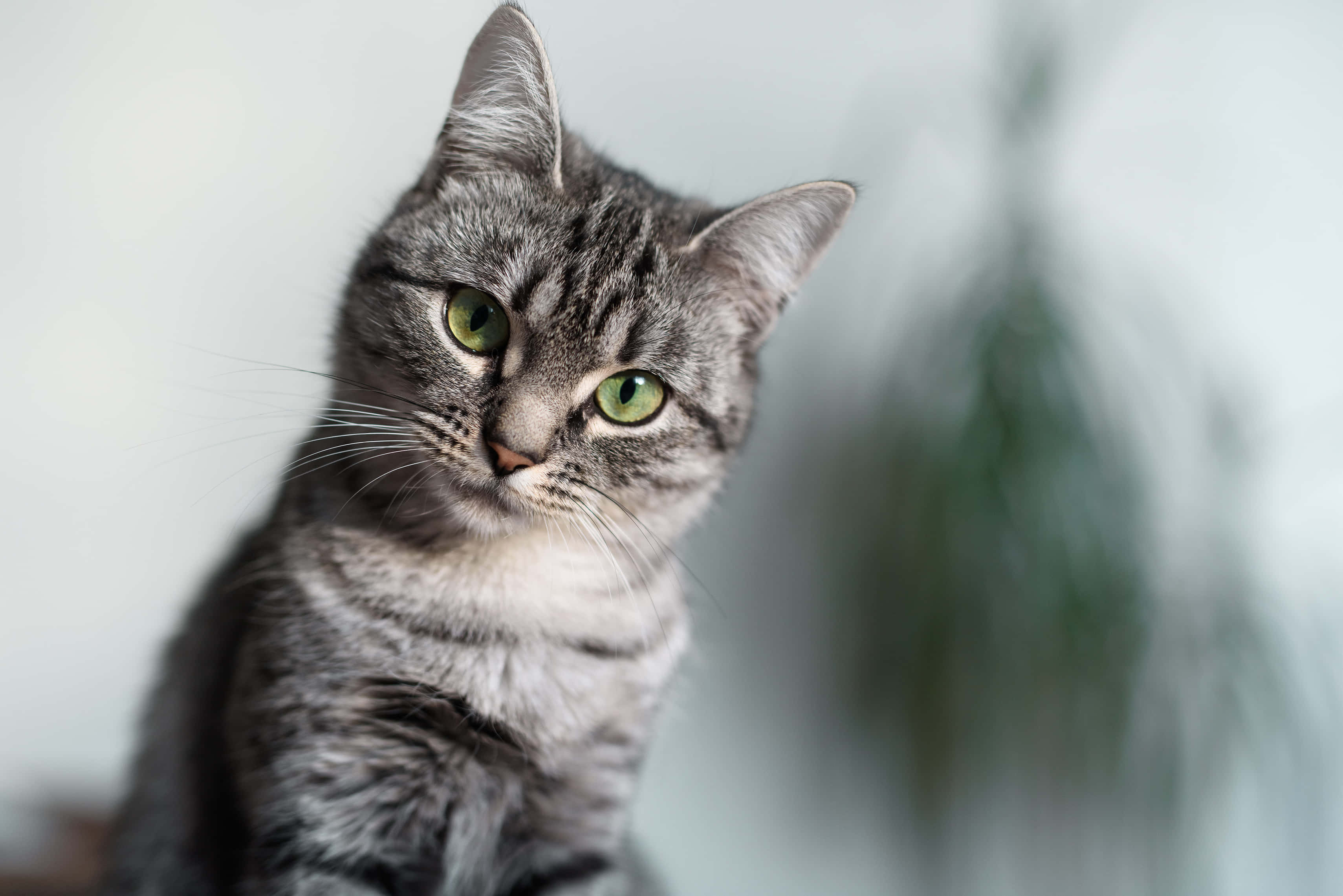American Shorthair 桌布 壁紙 — 一隻灰色虎斑貓的特寫，擁有引人注目的綠色眼睛，直視鏡頭，背景柔和模糊。