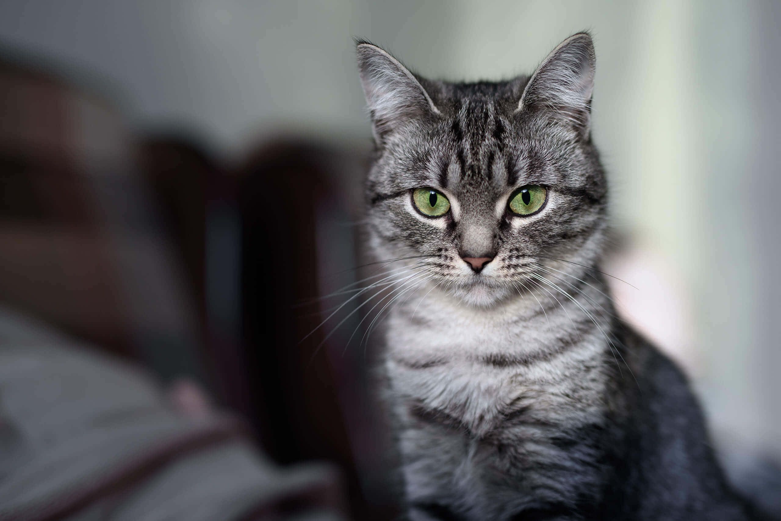 American Shorthair 桌布 壁紙 — 一隻灰色虎斑貓的近距離特寫，擁有引人注目的綠色眼睛，在柔和模糊的室內環境中專注地凝視著相機。