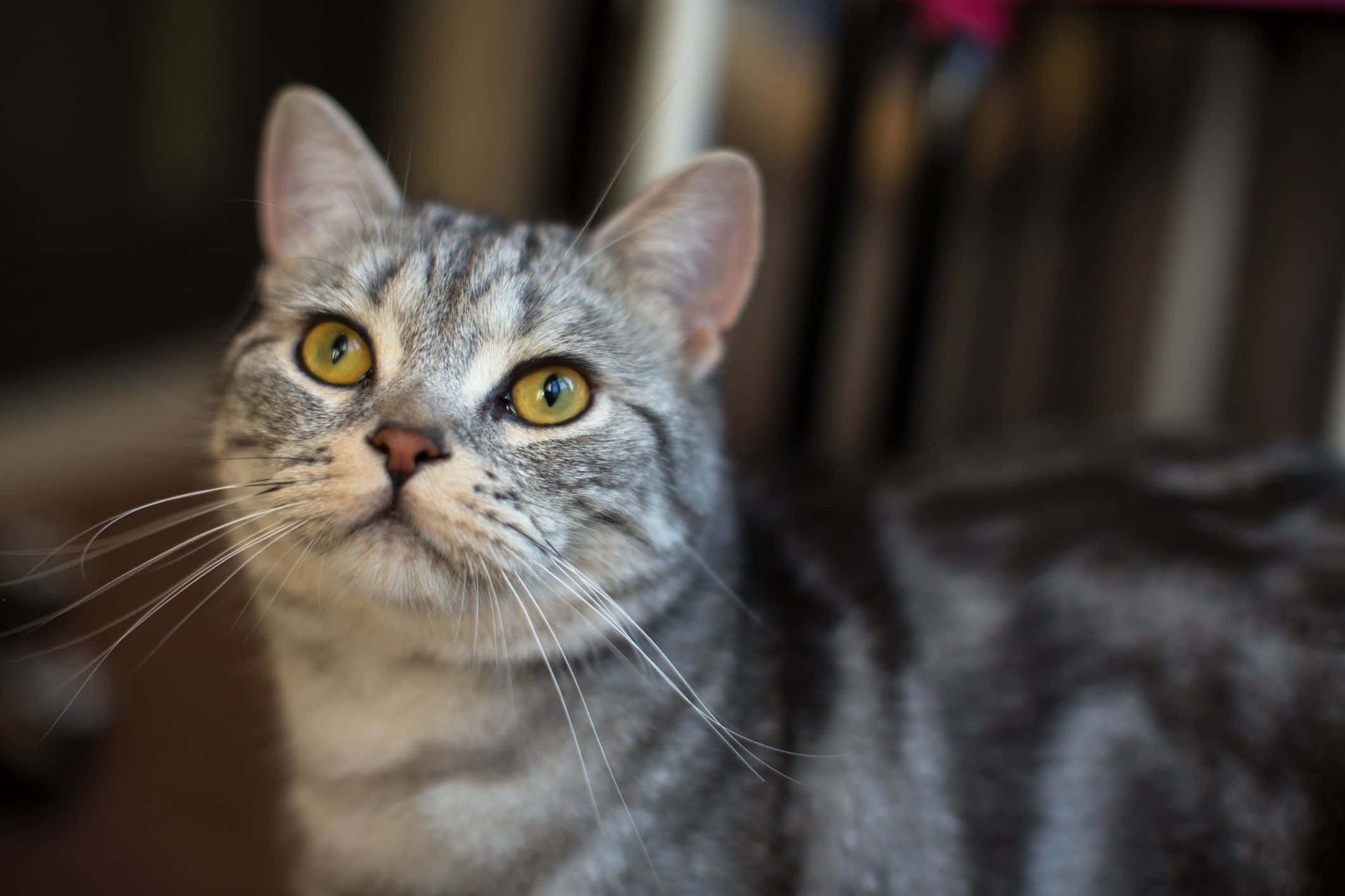 American Shorthair 桌布 壁紙 — 一隻灰色虎斑貓的近距離特寫，擁有引人注目的黃色眼睛，好奇地向上看。
