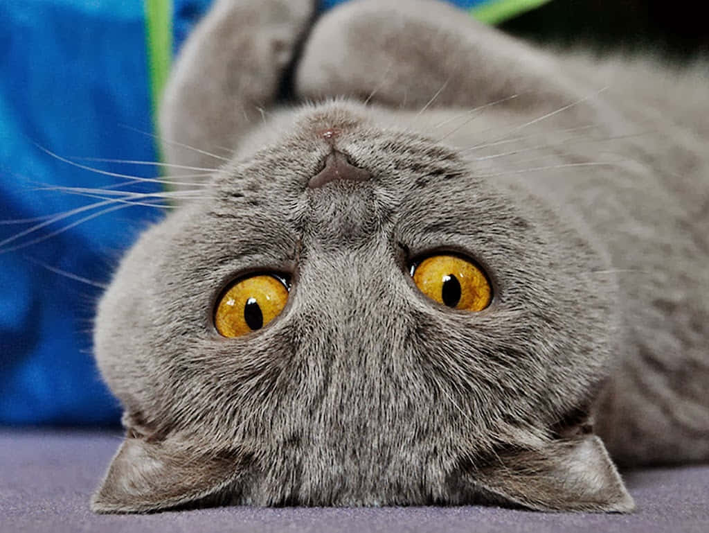 Chartreux 桌布 壁紙 — 一隻灰色貓咪，有著明亮的黃色眼睛，從紫色表面向上凝視，背景為藍色。