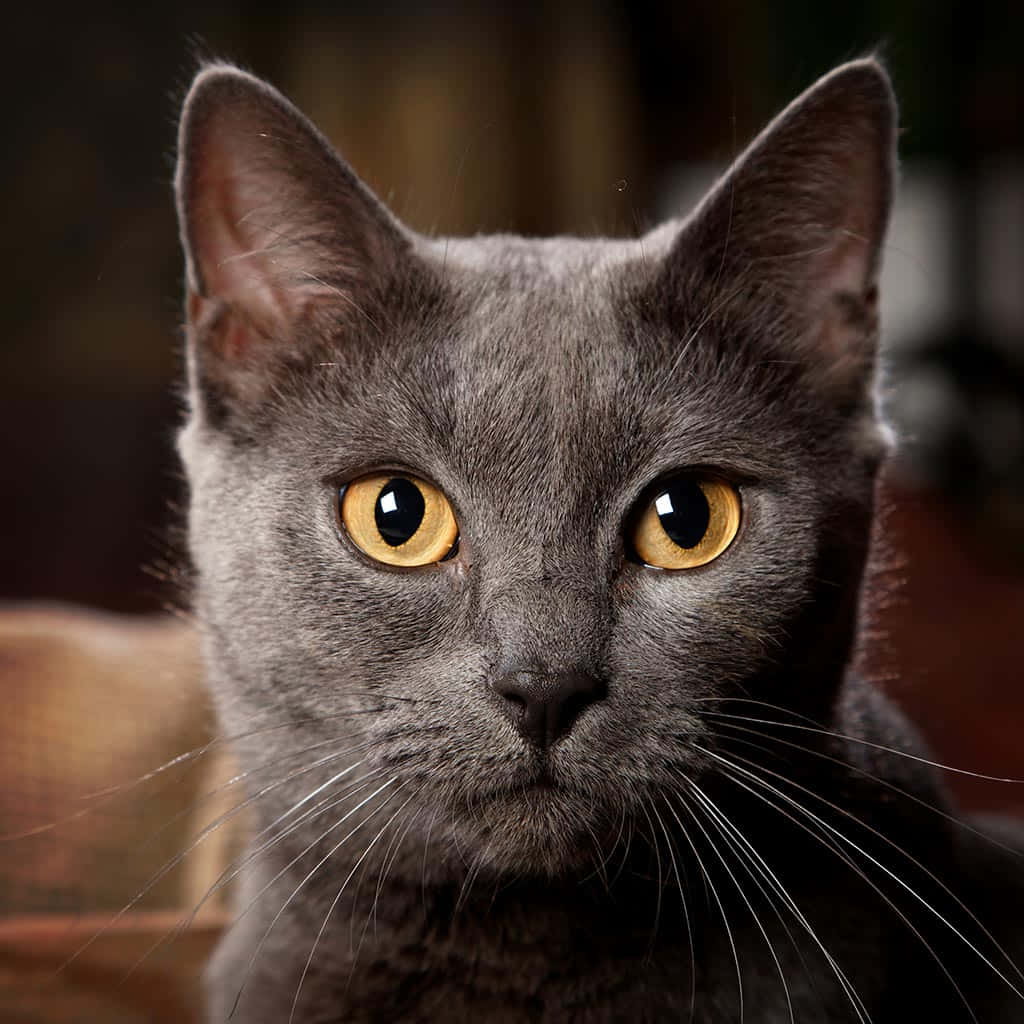 Chartreux 桌布 壁紙 — 一隻灰色貓咪嘅特寫，佢有搶眼嘅金色眼睛，喺模糊嘅室內背景下專注咁望住鏡頭。