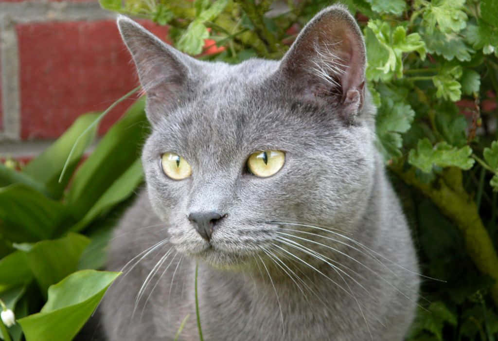 Chartreux 桌布 壁紙 — 一隻灰色貓咪嘅特寫，佢有明亮嘅黃色眼睛，喺紅磚牆附近茂密嘅綠色樹葉之間偷望。