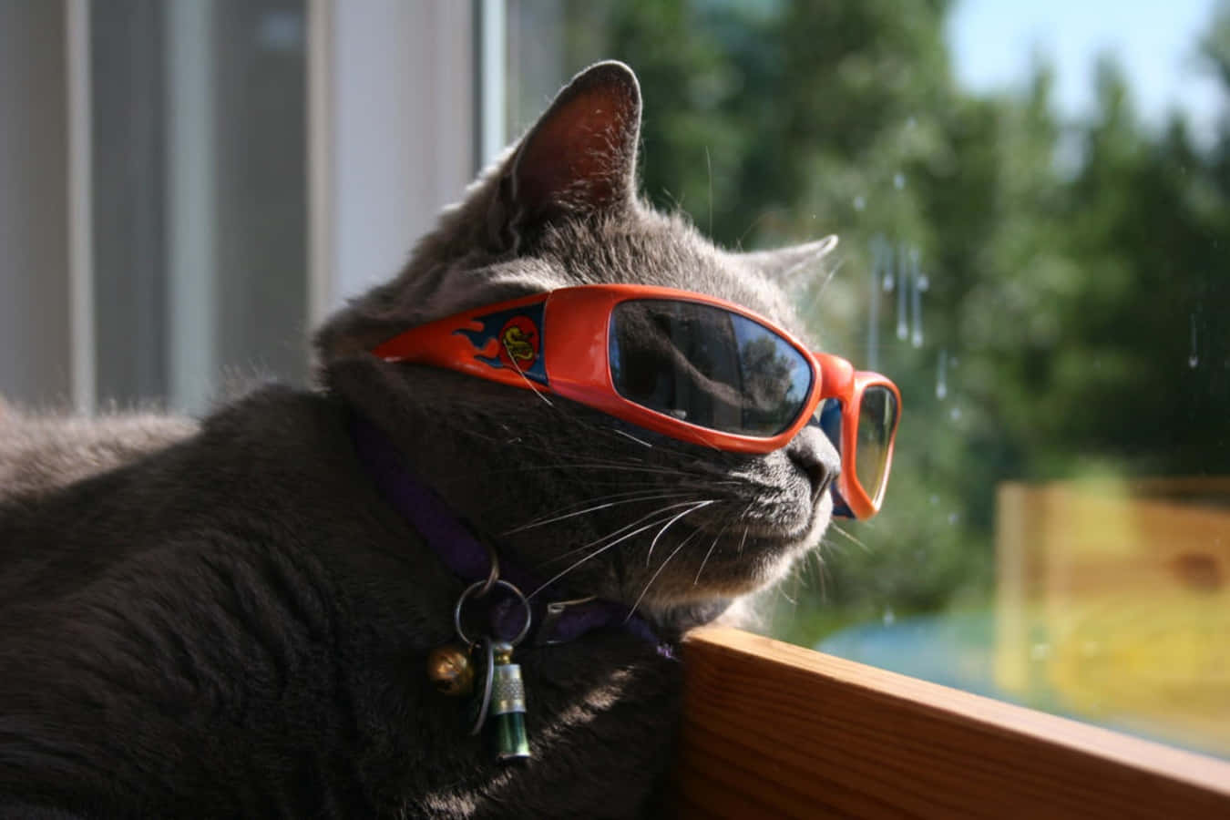 Cool Cat 桌布 壁紙 — 一隻灰色貓咪戴著亮橙色太陽眼鏡，在陽光普照的窗邊休息，窗外可見綠樹。