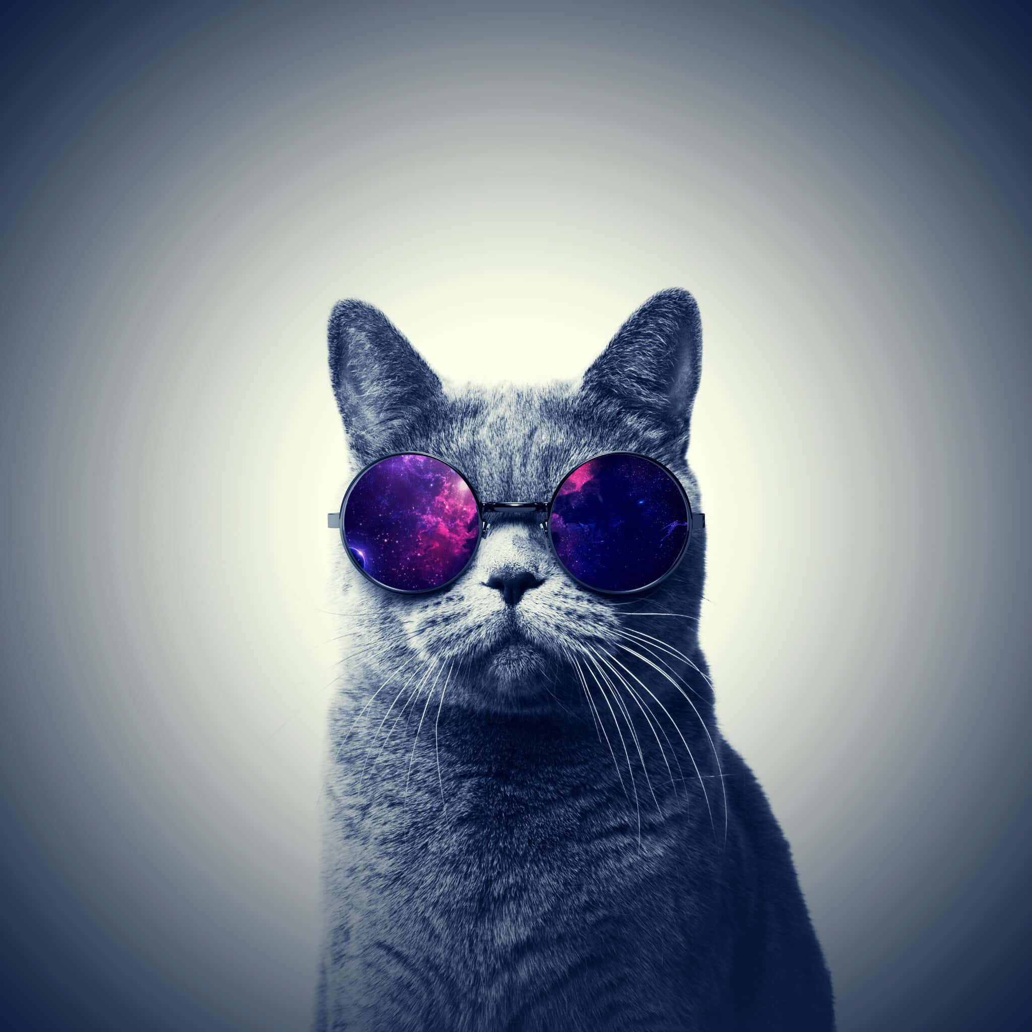 Cool Cat 桌布 壁紙 — 一隻灰色貓咪戴著圓形太陽眼鏡，鏡片反射出充滿活力的宇宙星雲，背景是柔和的漸變色。